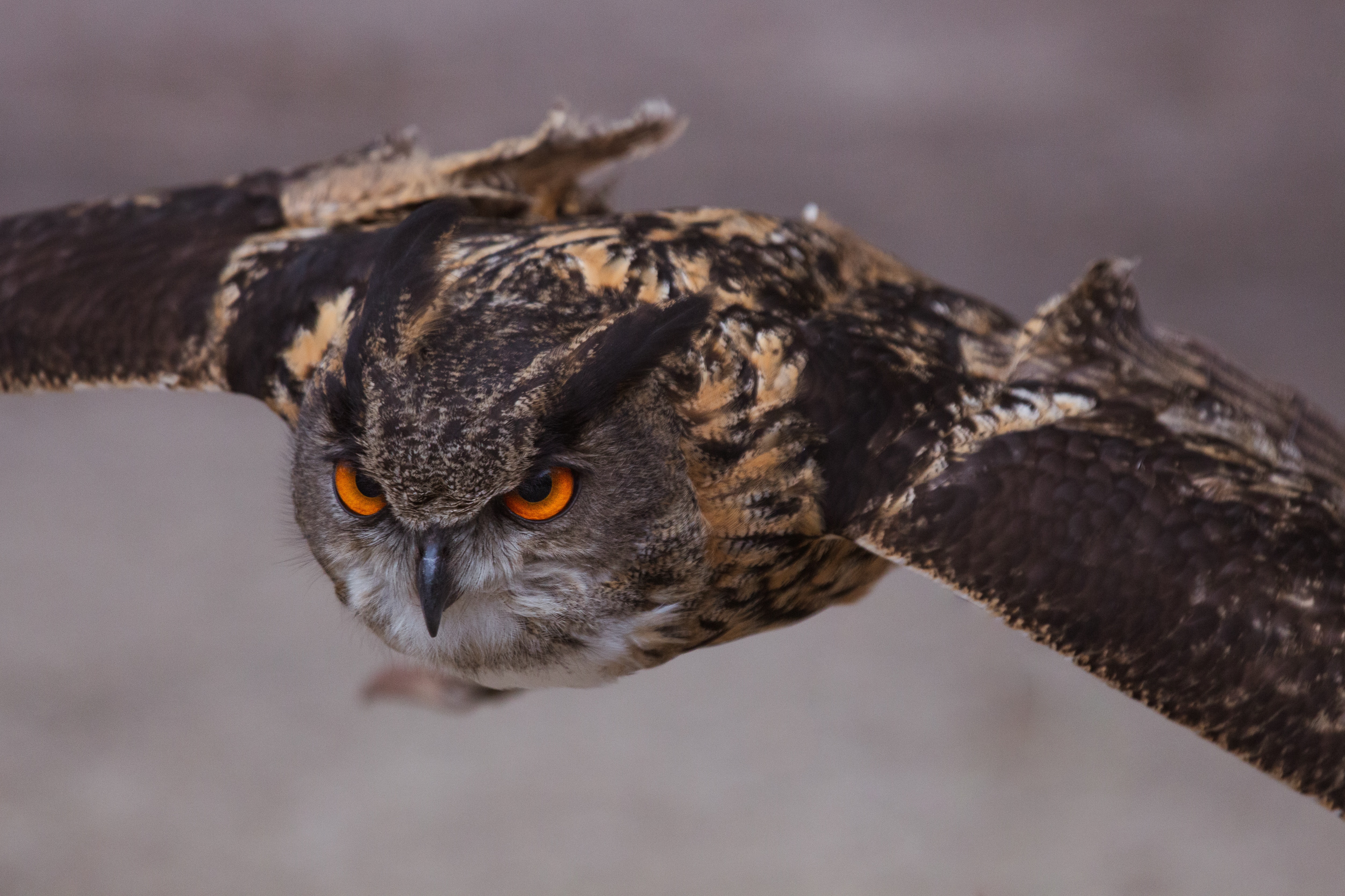 Great Horned Owl Wallpapers