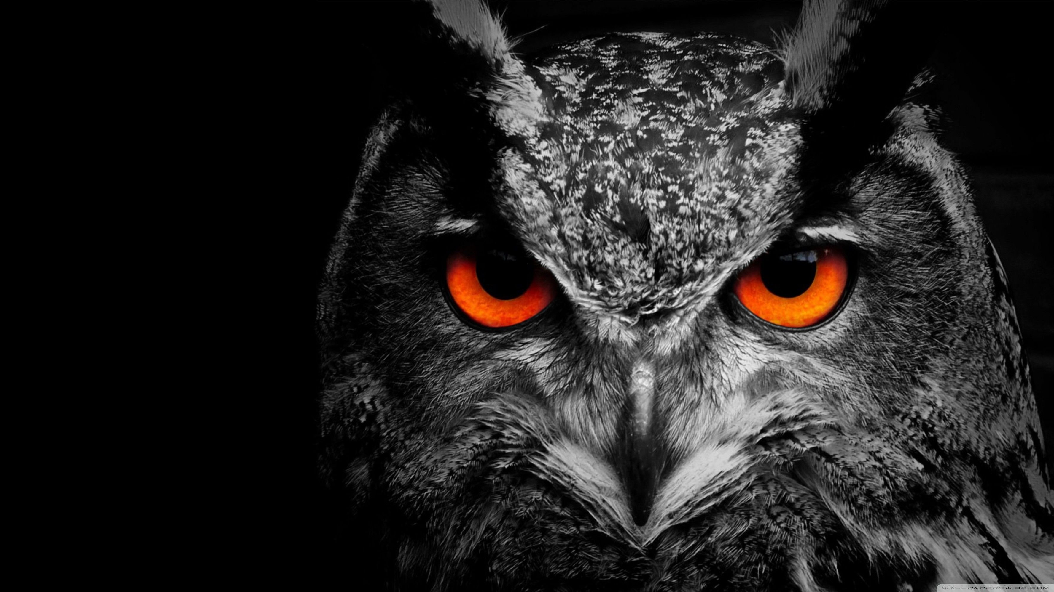 Great Horned Owl Wallpapers