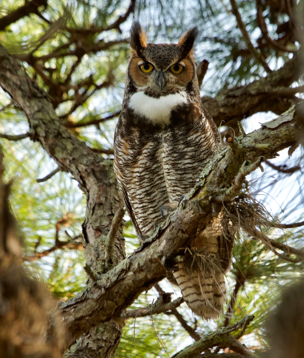 Great Horned Owl Wallpapers