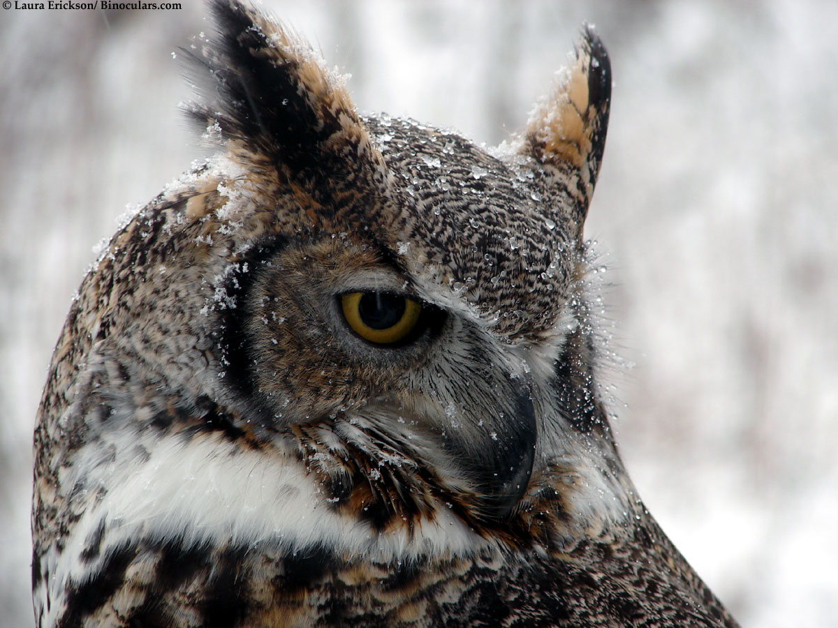 Great Horned Owl Wallpapers