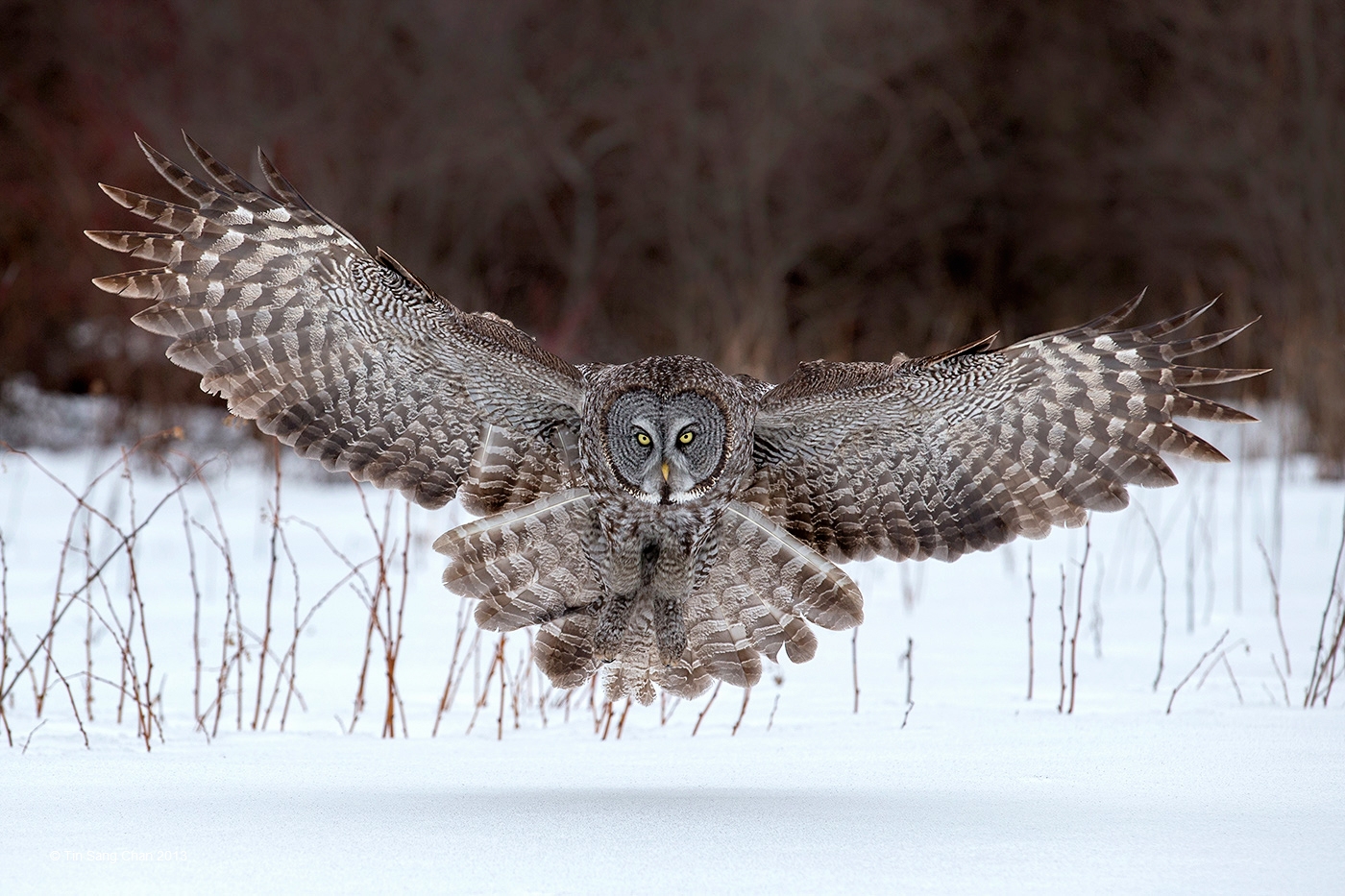 Great Horned Owl Wallpapers