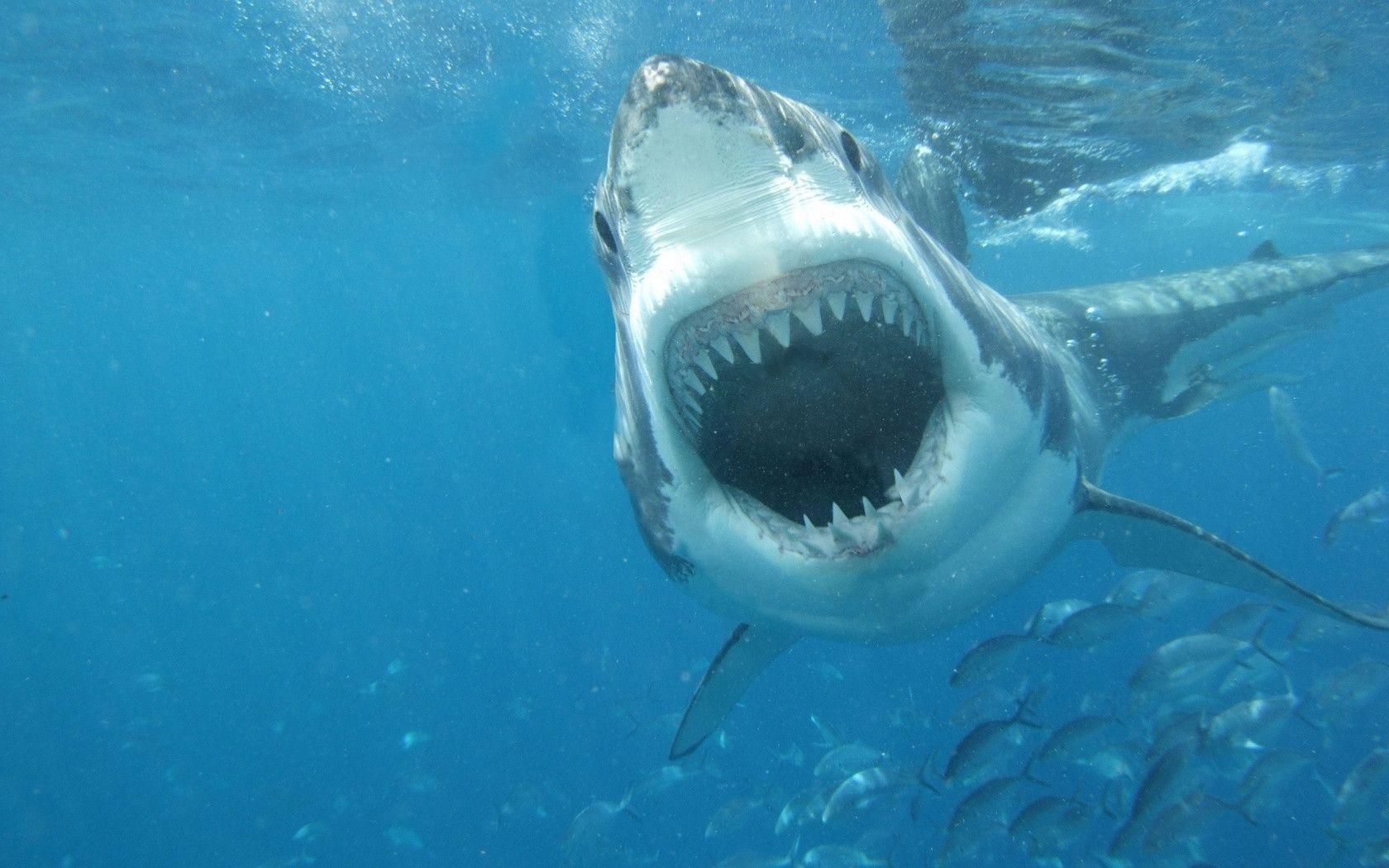 Great White Shark Wallpapers