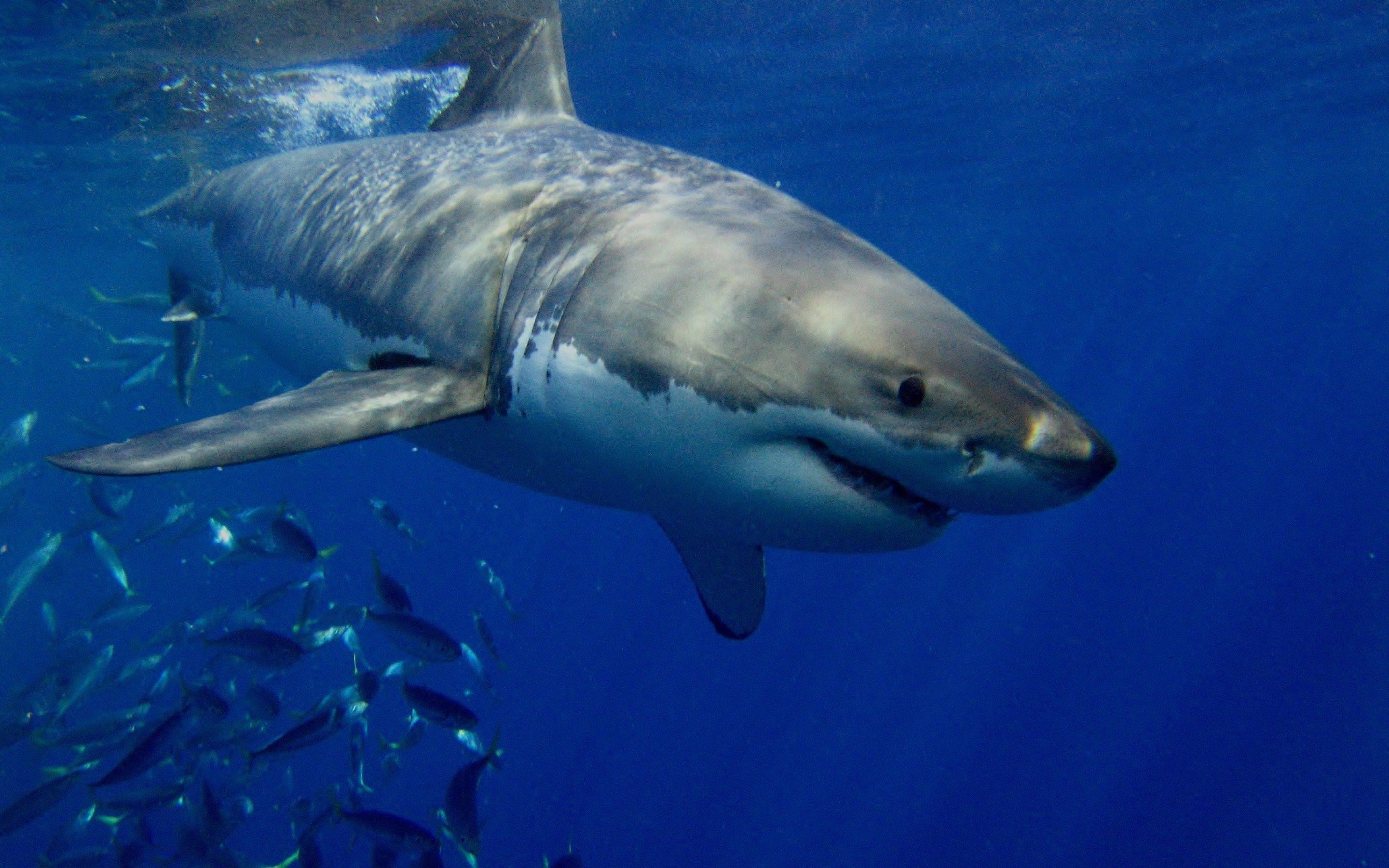 Great White Shark Wallpapers