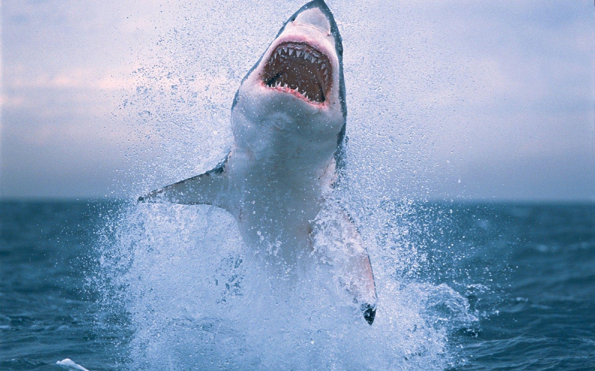 Great White Shark Wallpapers