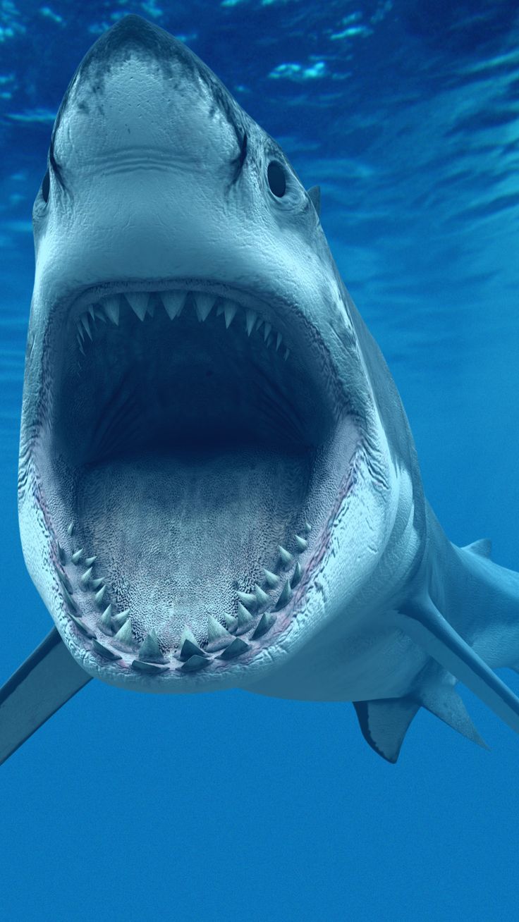 Great White Shark Wallpapers