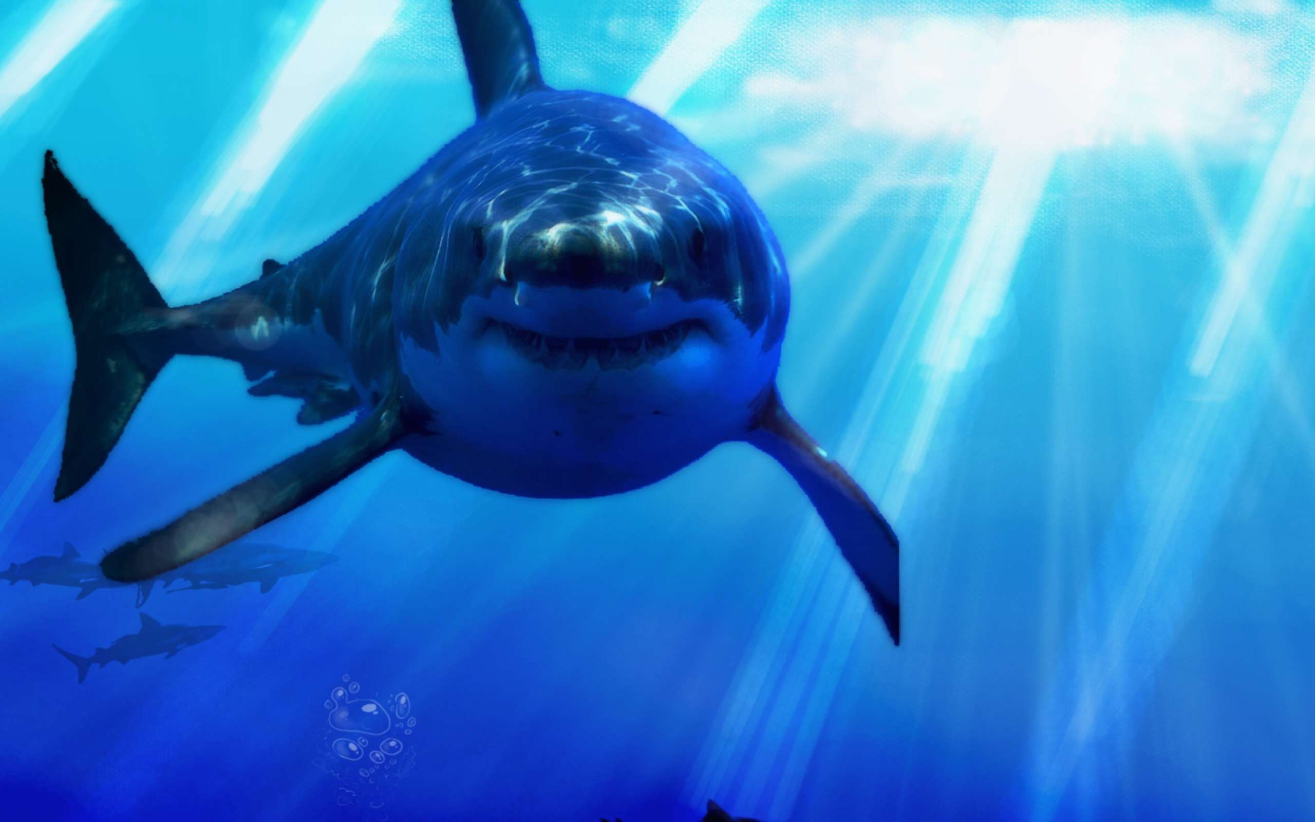 Great White Shark Wallpapers