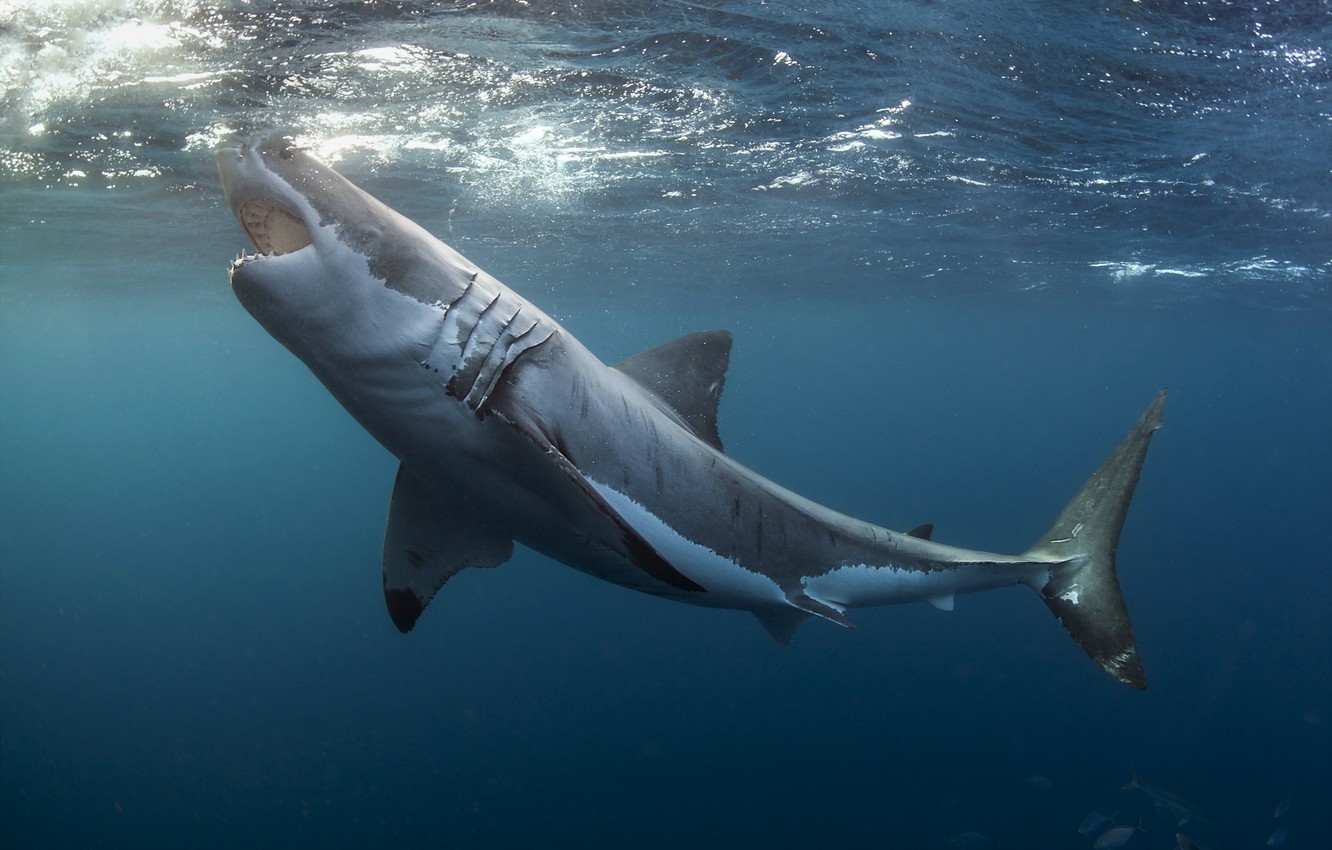 Great White Shark Wallpapers