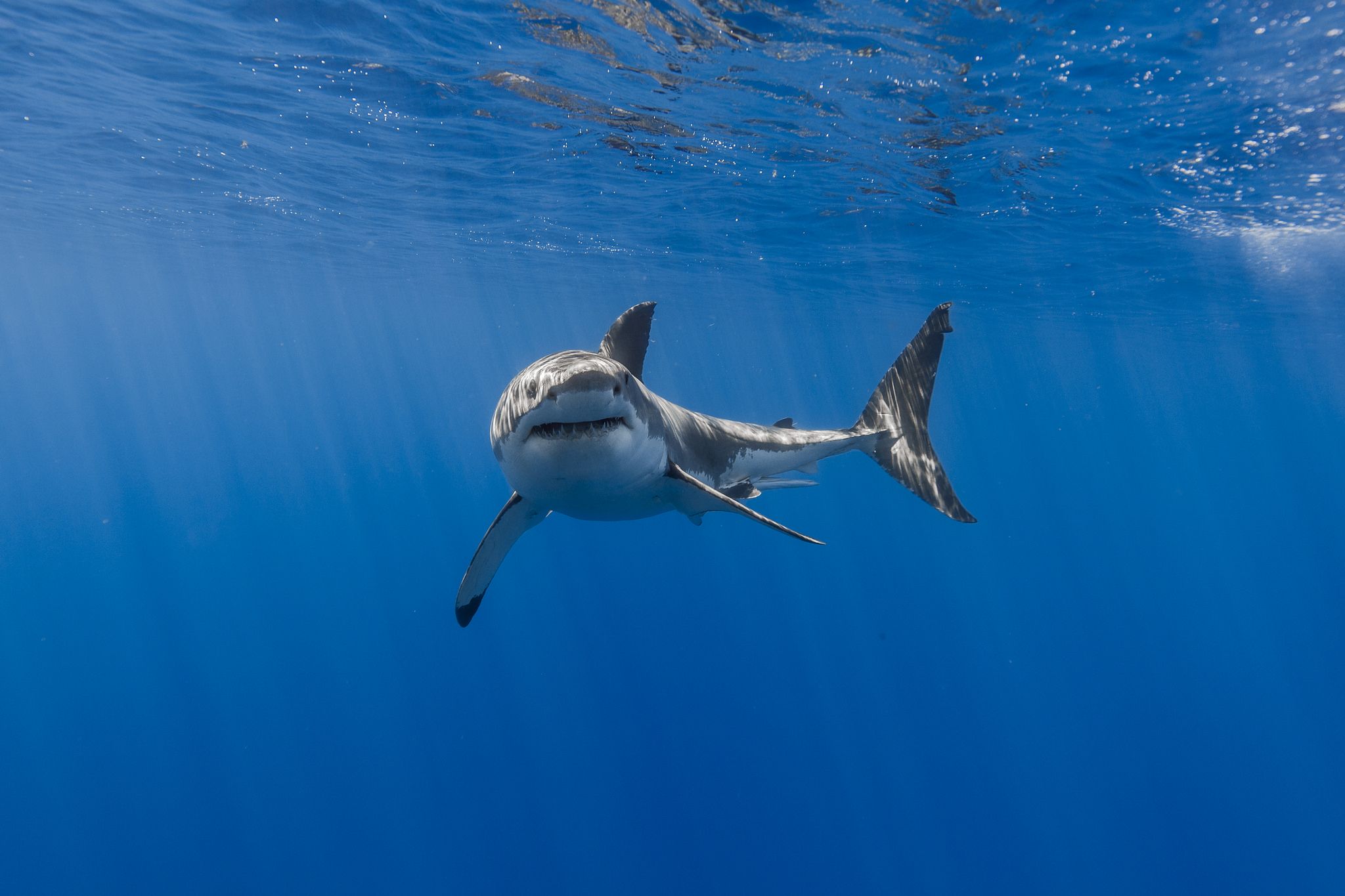 Great White Shark Wallpapers