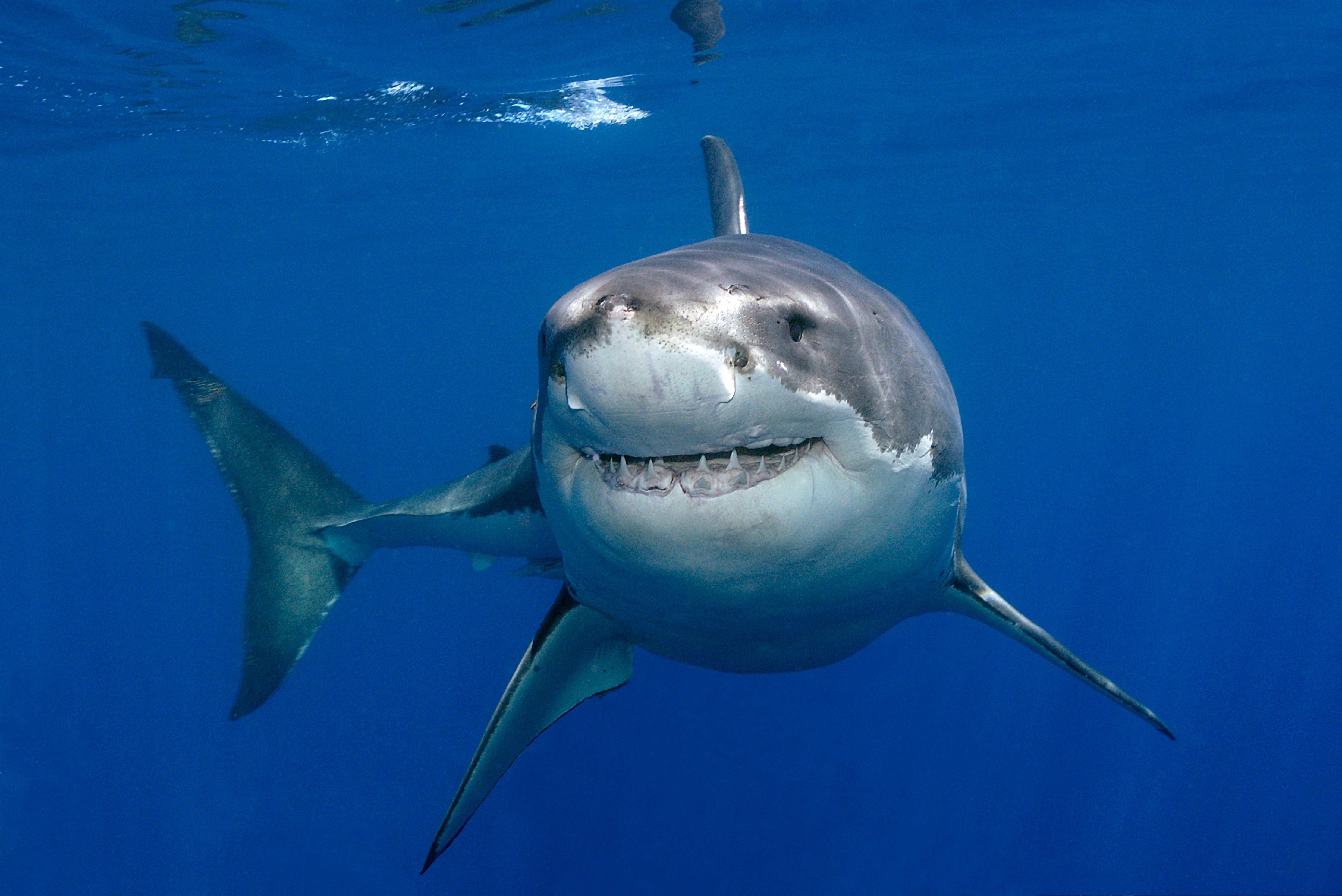 Great White Shark Wallpapers