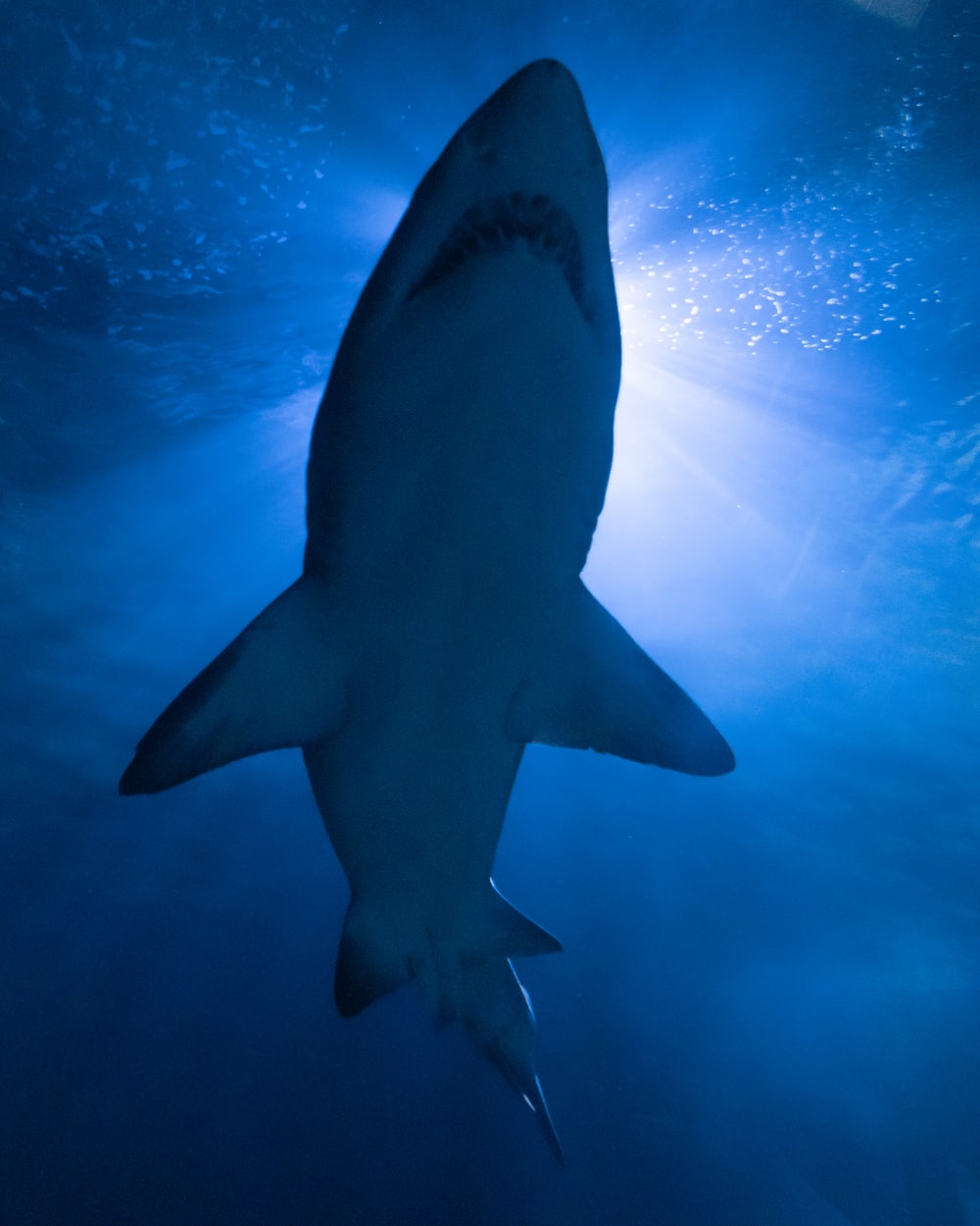 Great White Shark Wallpapers