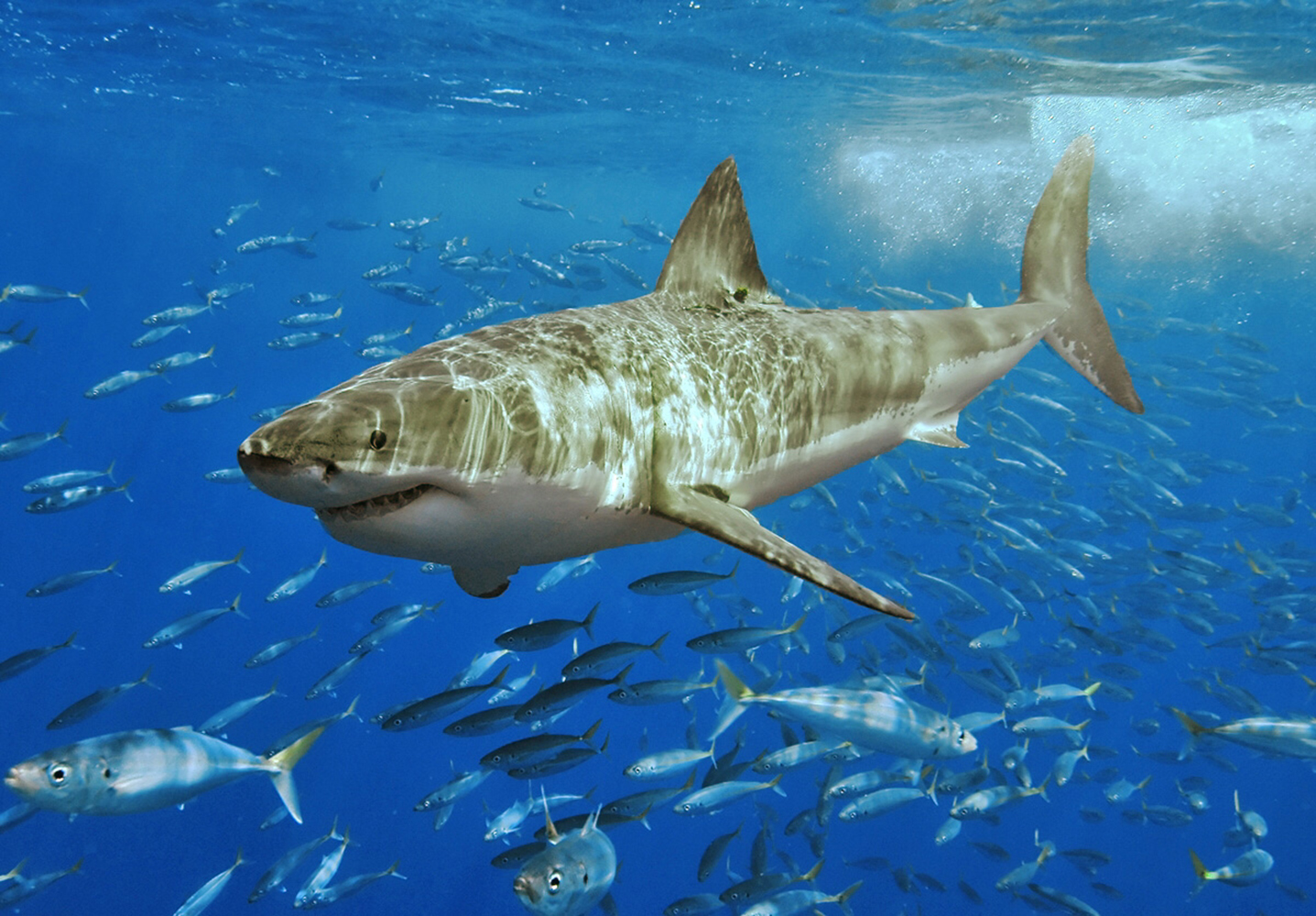 Great White Shark Wallpapers