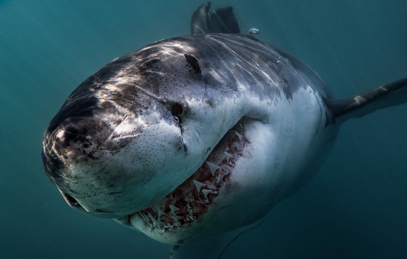 Great White Shark Wallpapers