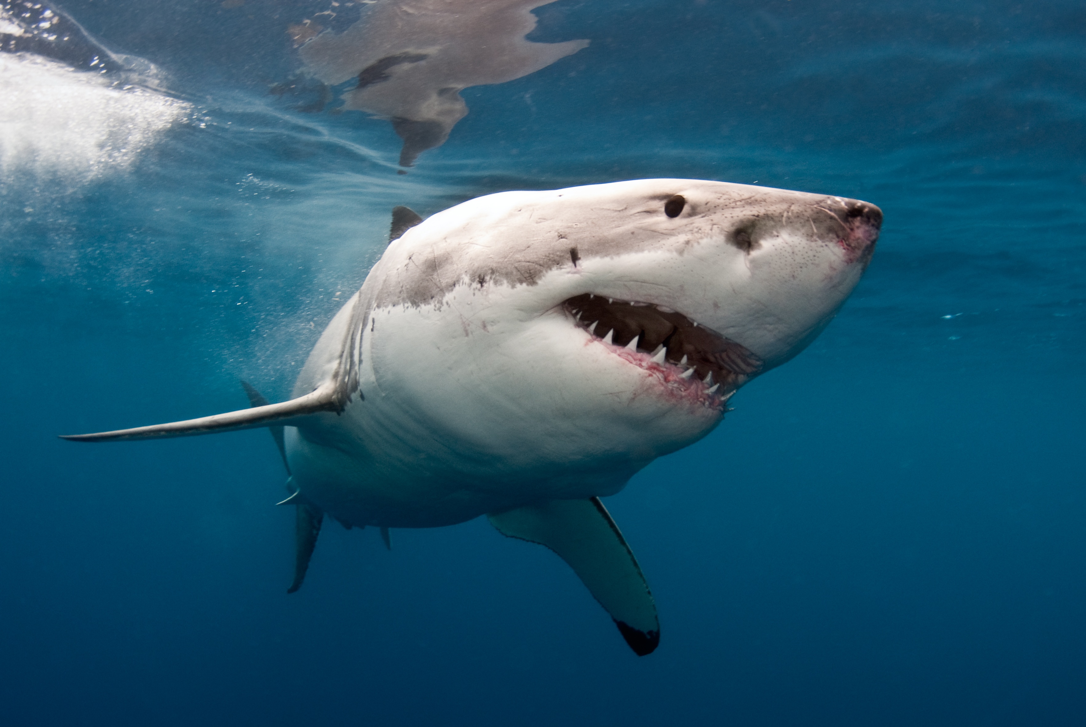 Great White Shark Wallpapers