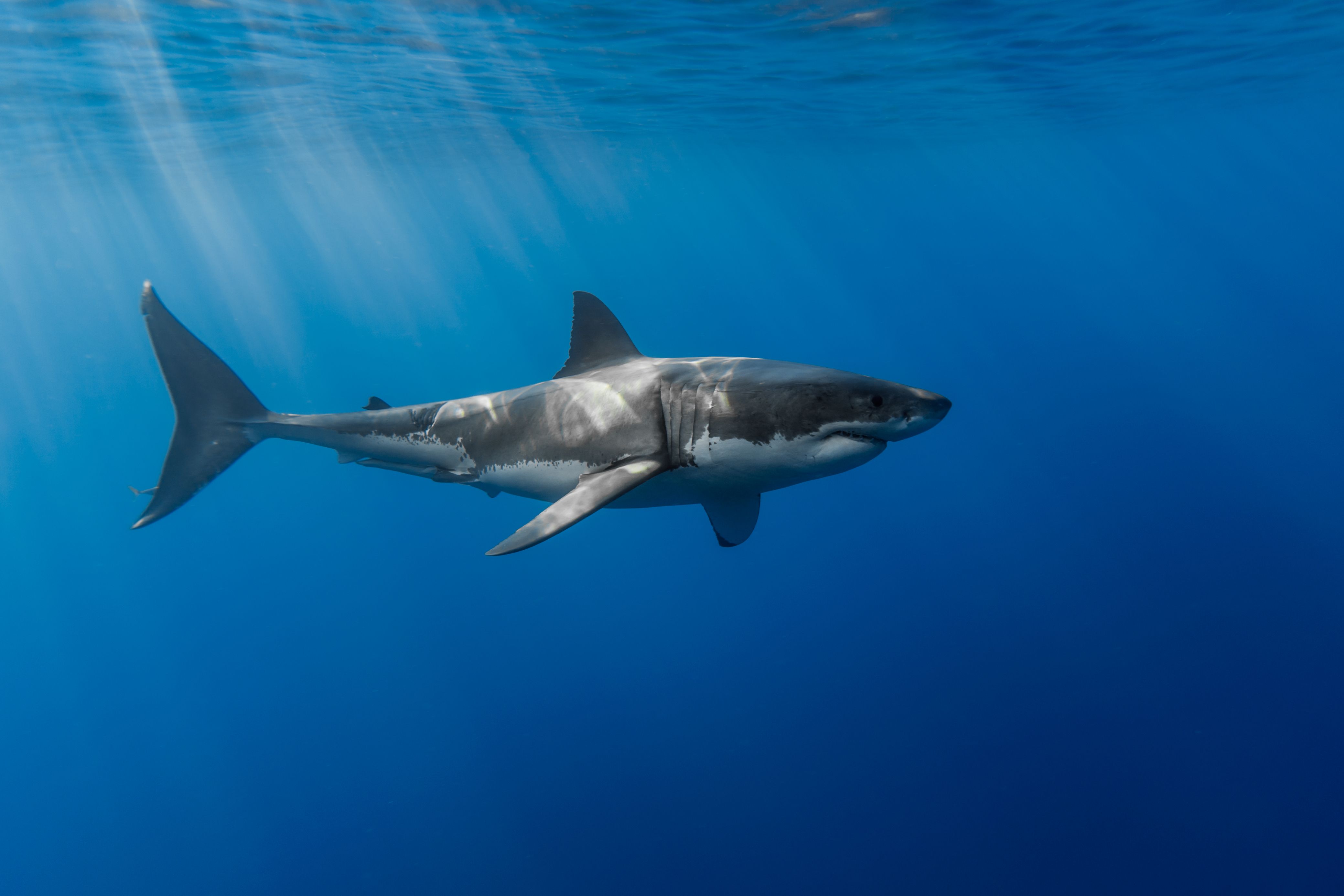 Great White Shark Wallpapers