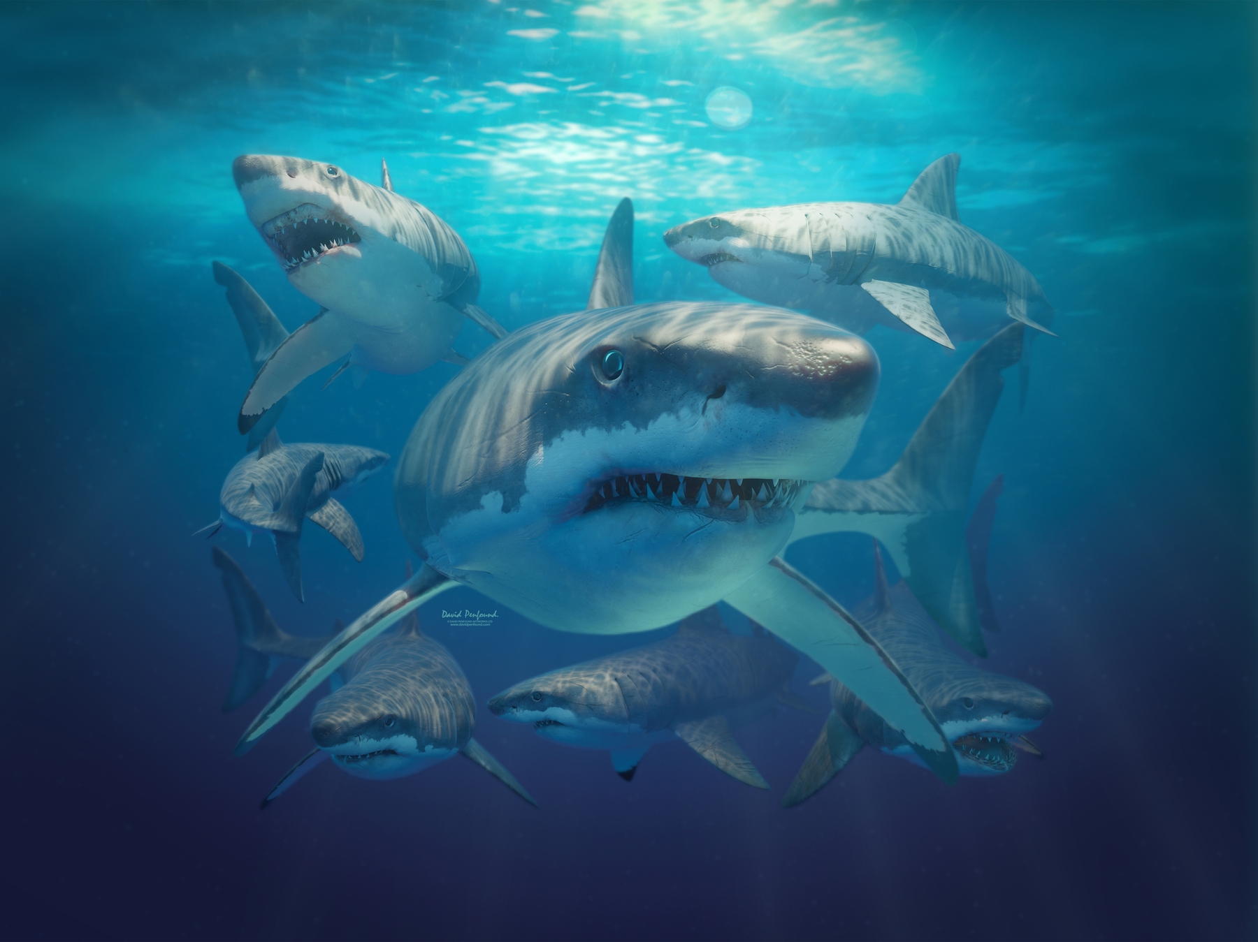 Great White Shark Wallpapers