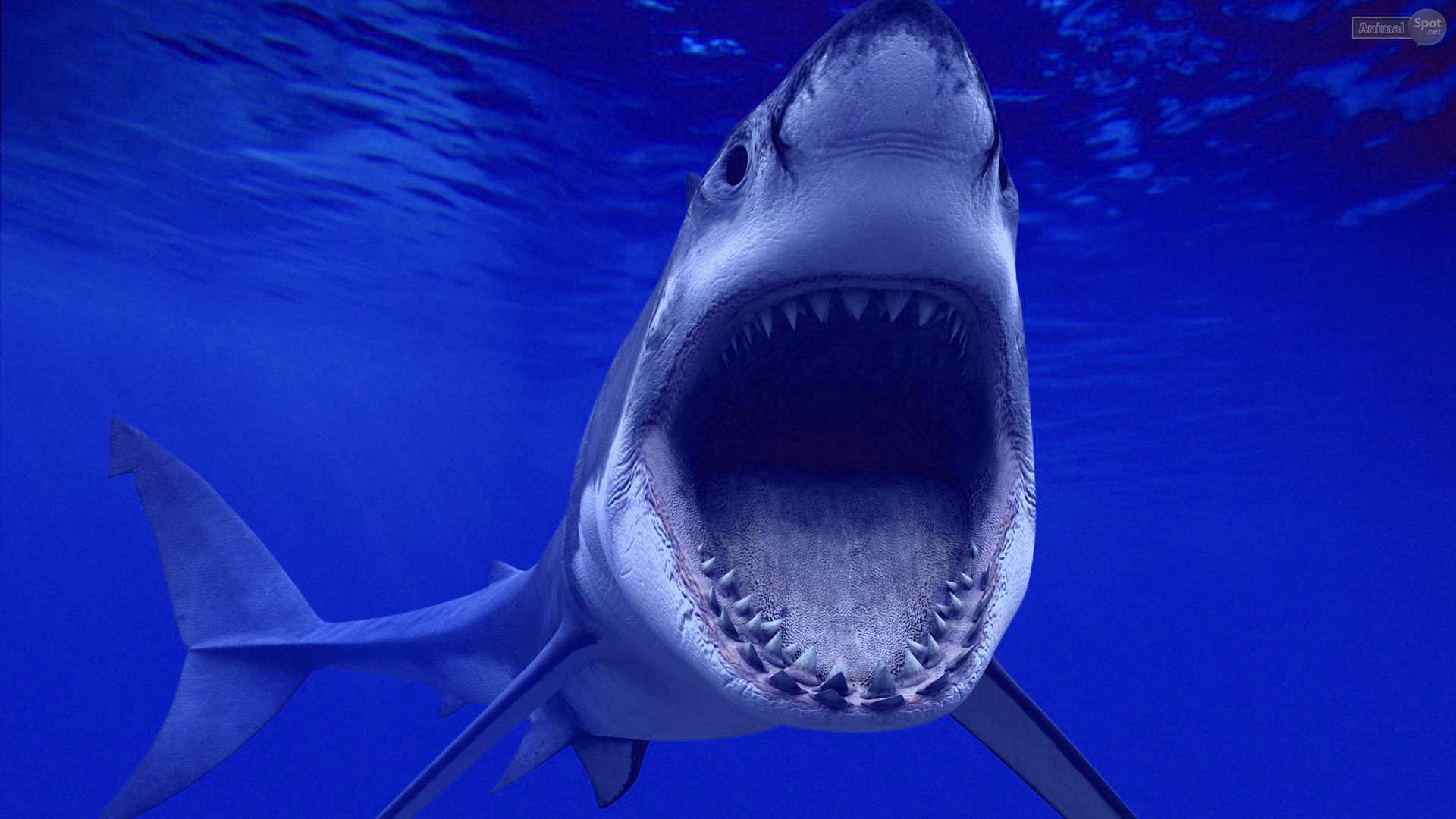 Great White Shark Wallpapers