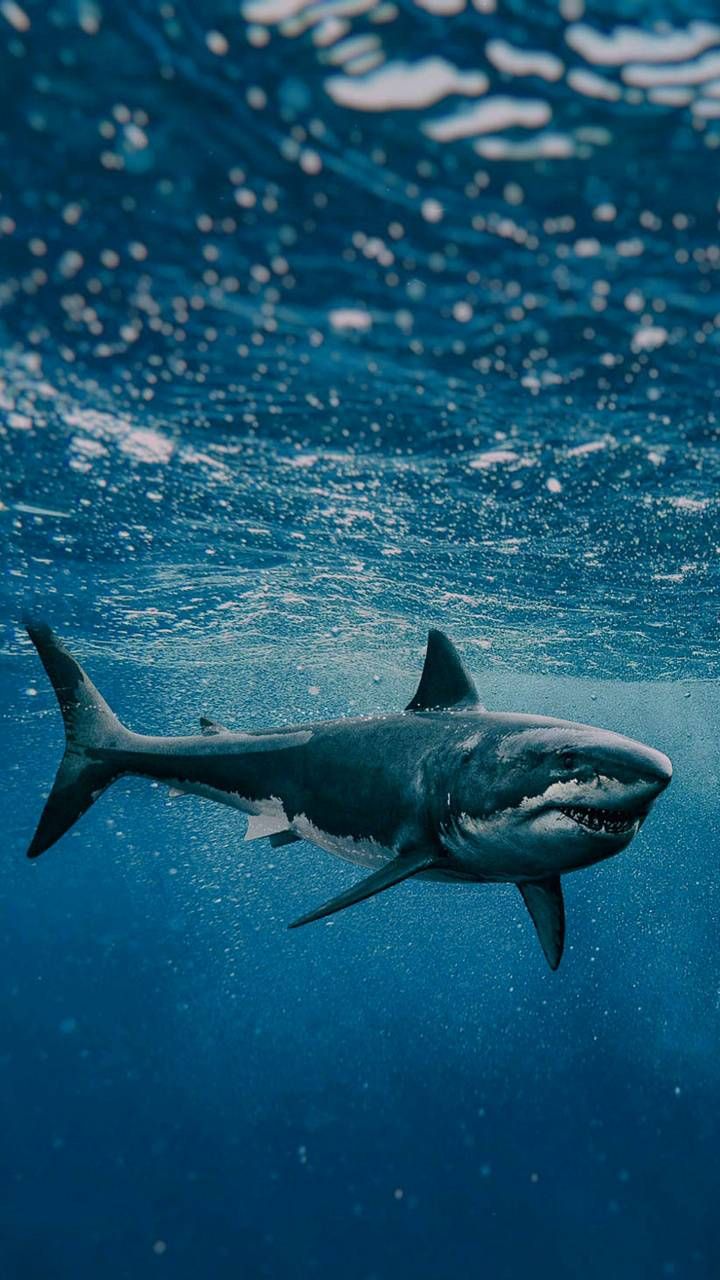 Great White Shark Wallpapers