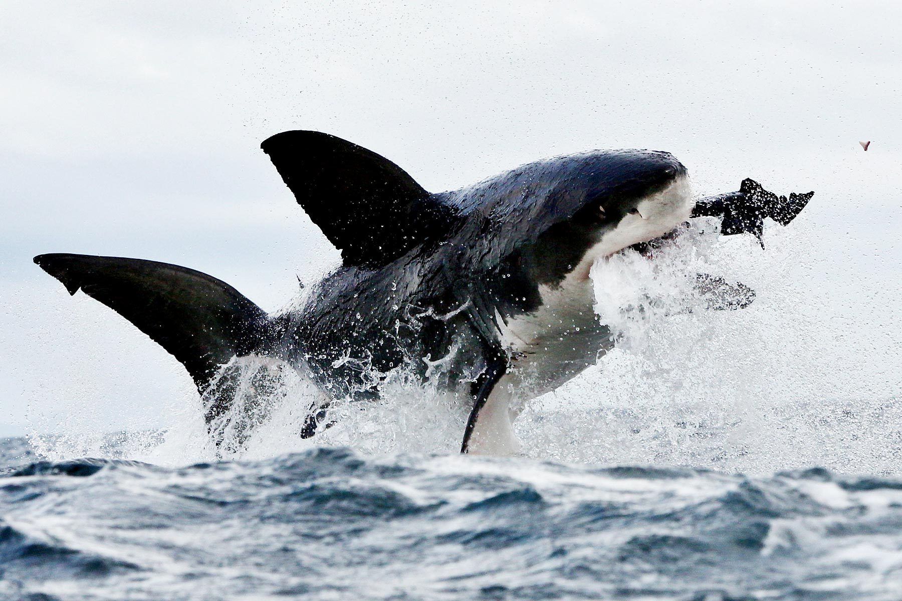 Great White Shark Wallpapers