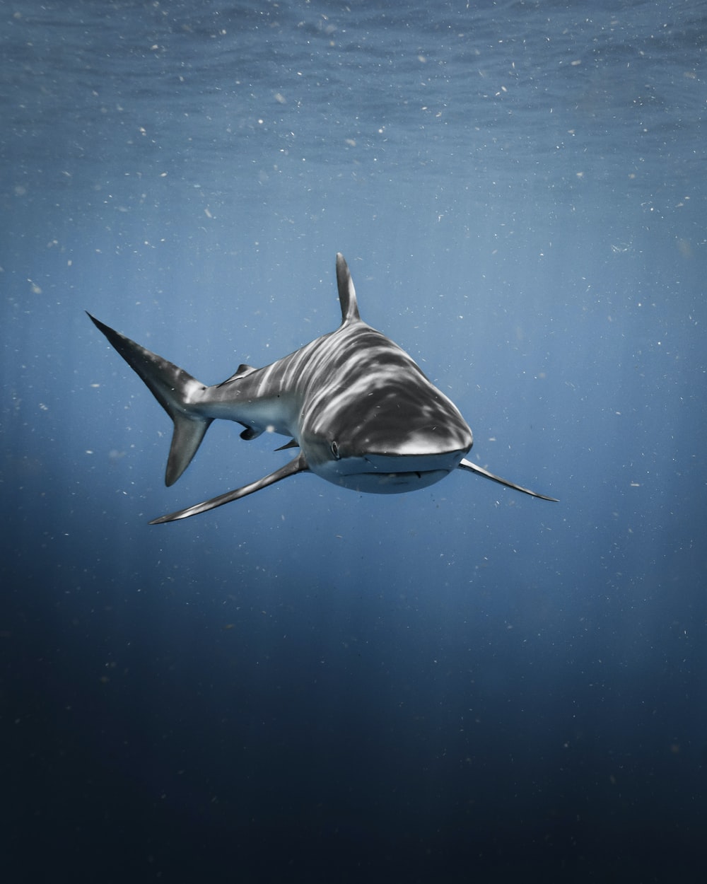 Great White Shark Wallpapers