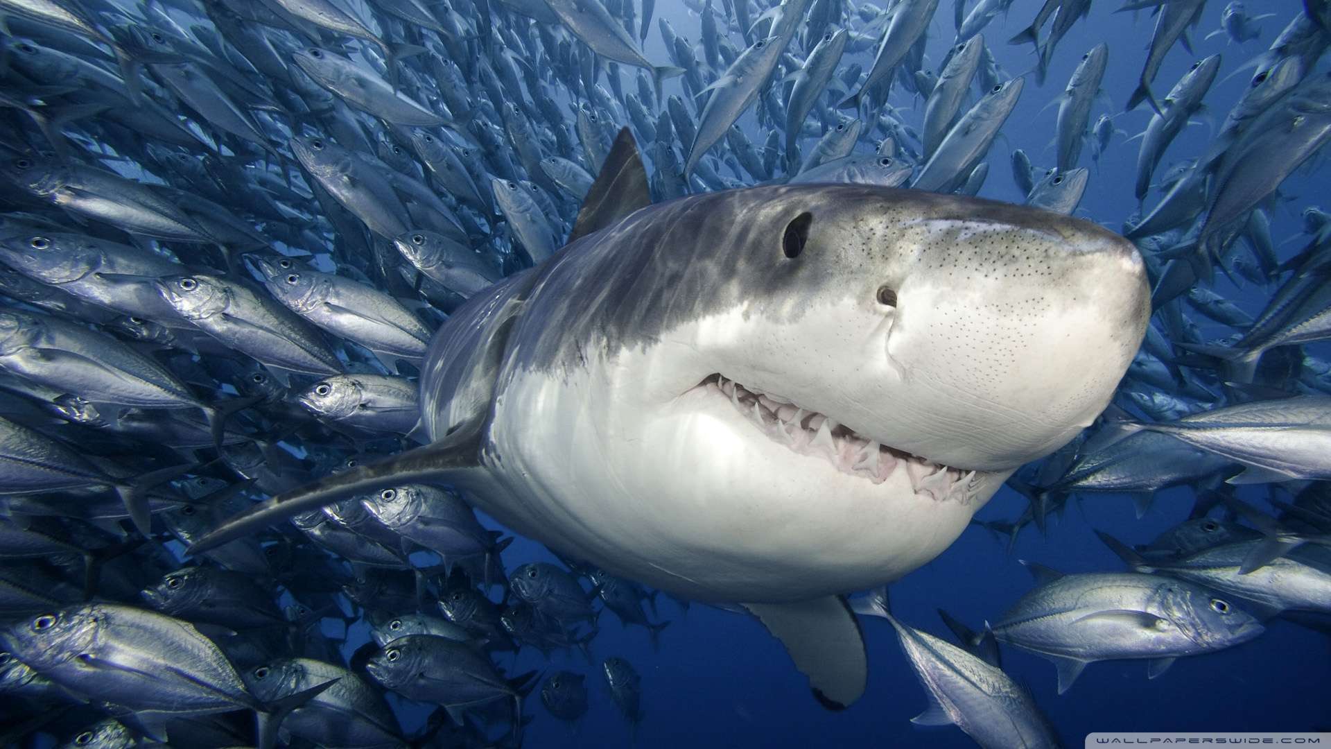 Great White Shark Wallpapers