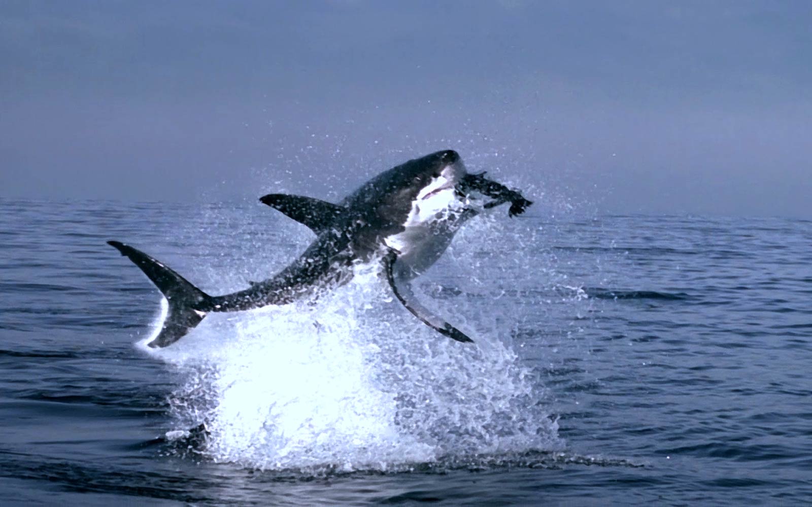 Great White Shark Wallpapers