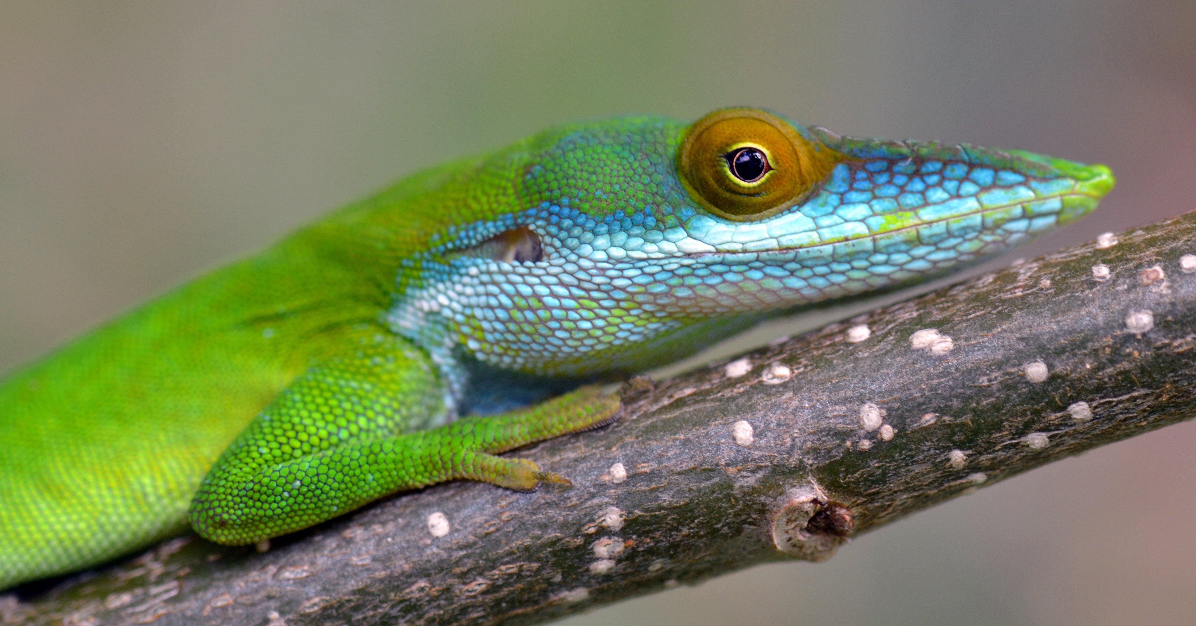 Green Anole Wallpapers