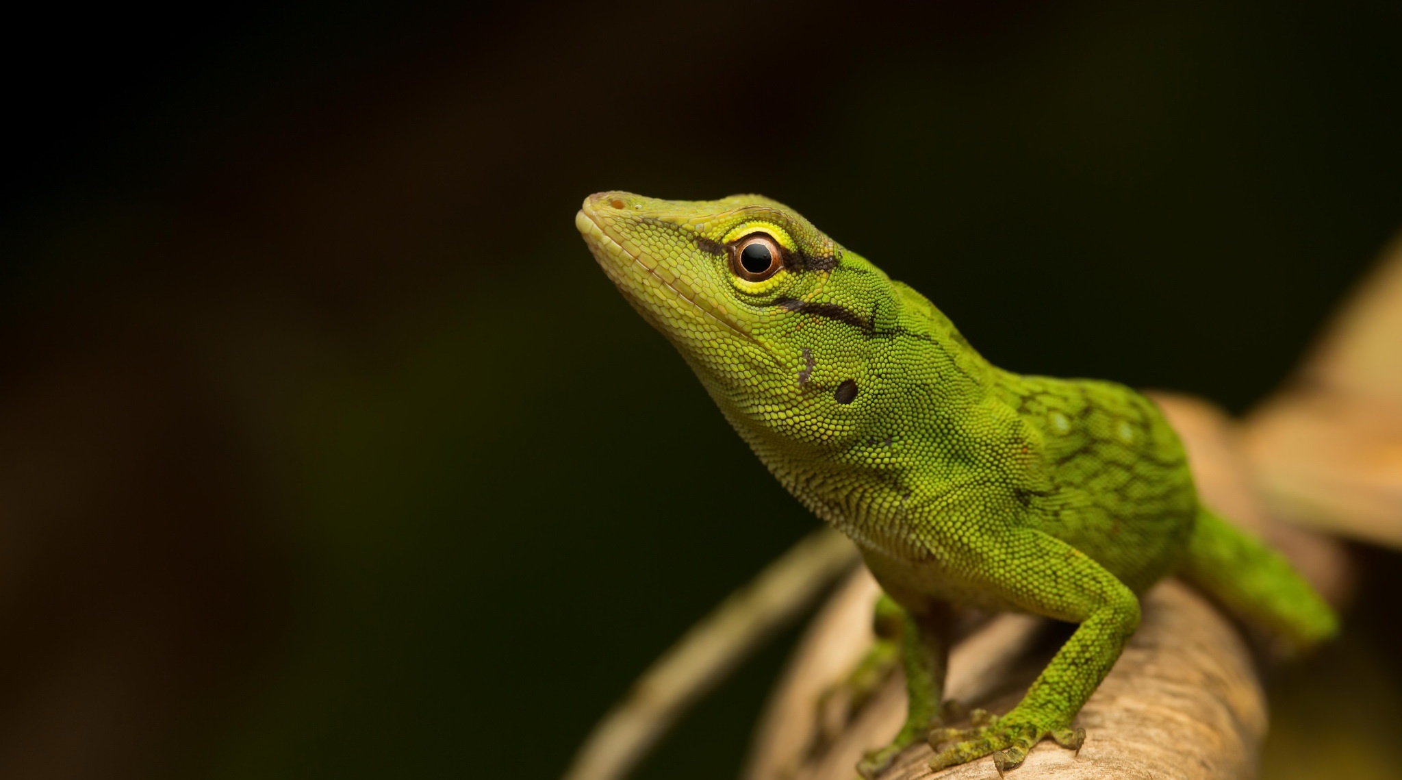 Green Anole Wallpapers