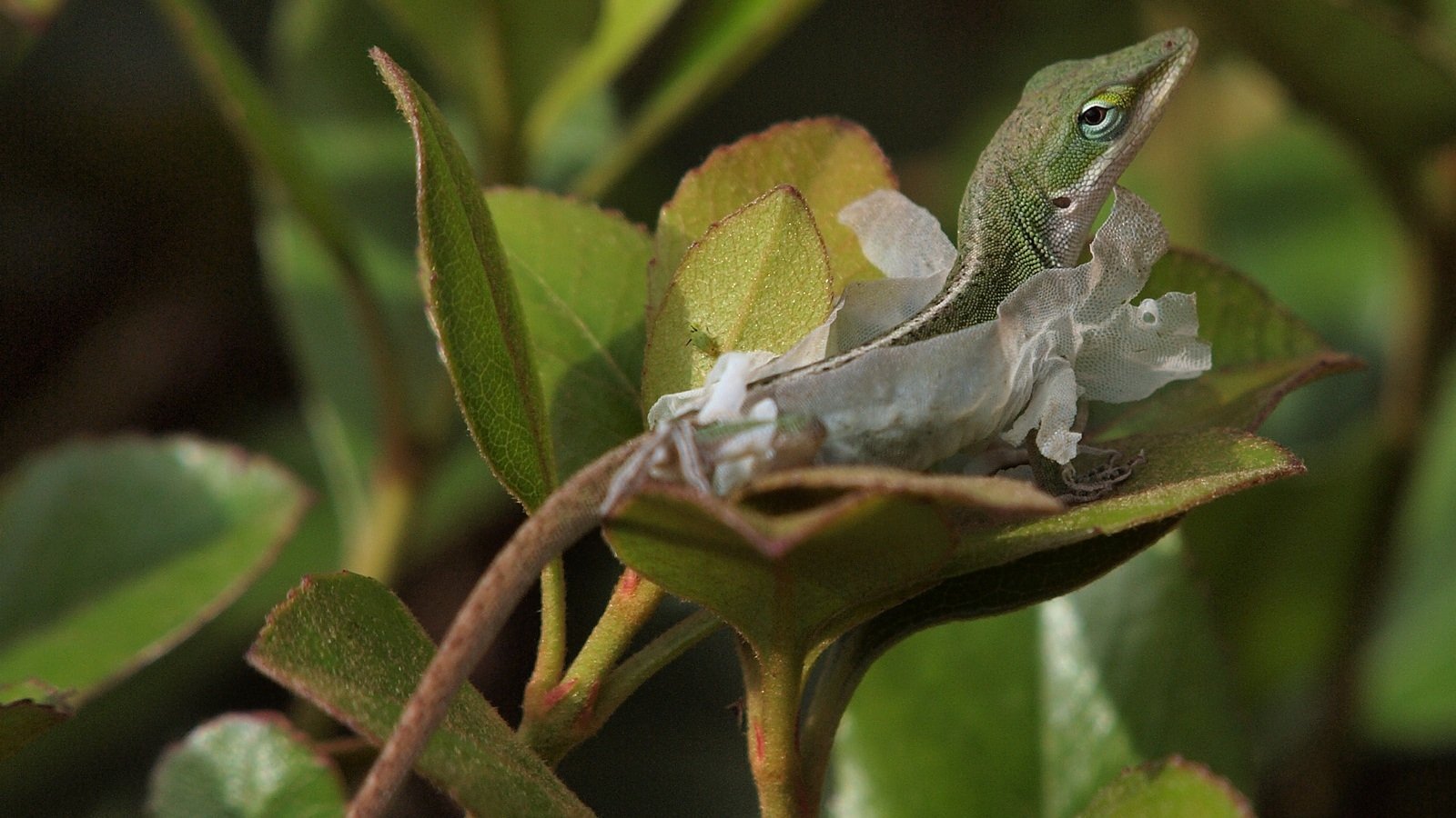 Green Anole Wallpapers