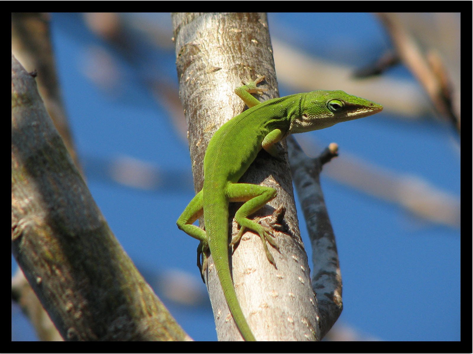 Green Anole Wallpapers