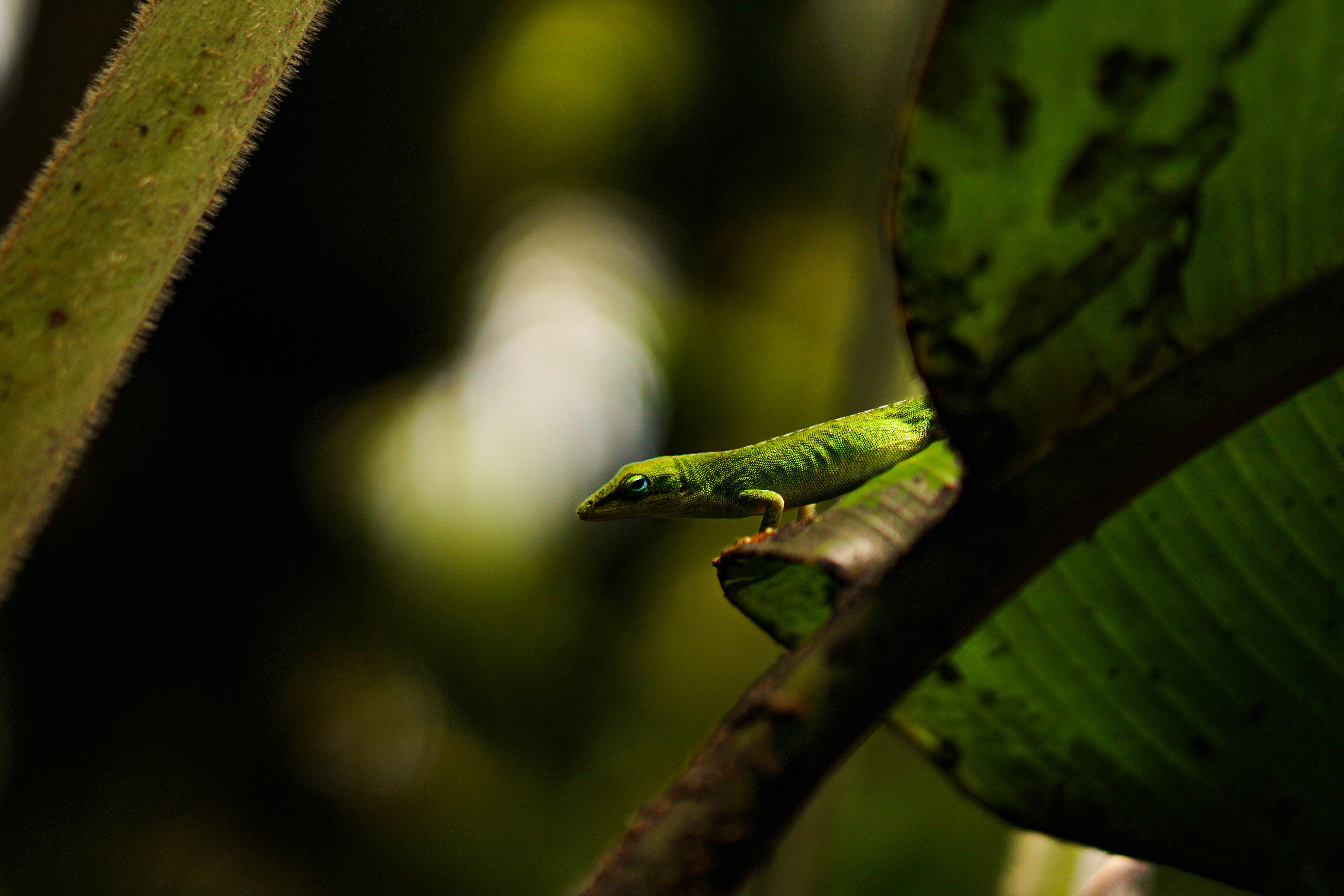 Green Anole Wallpapers