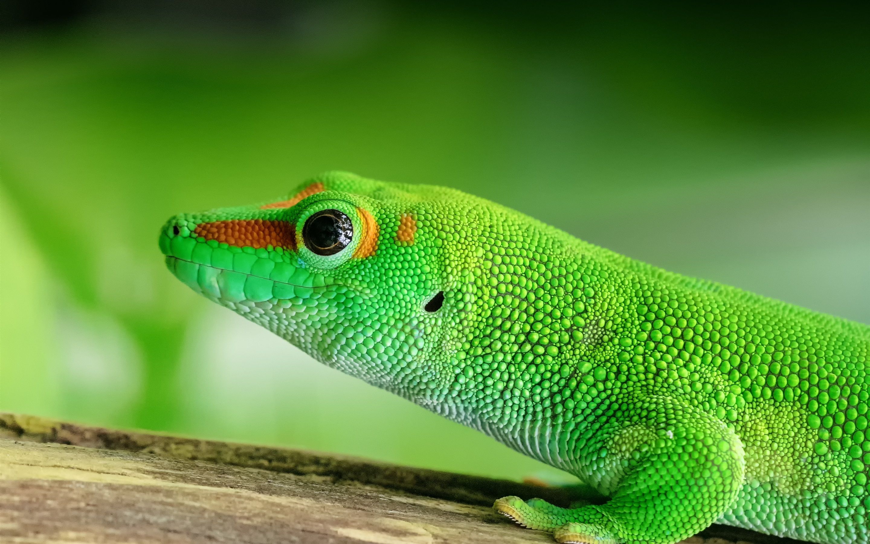 Green Anole Wallpapers