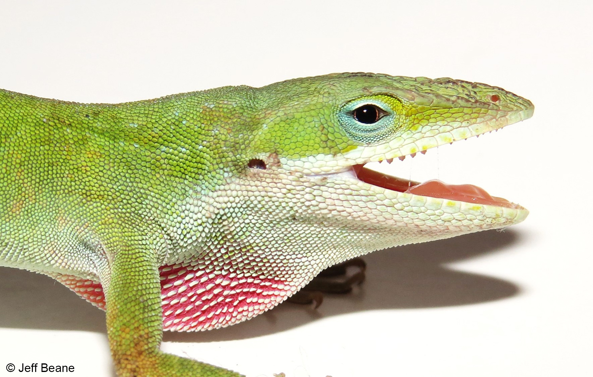 Green Anole Wallpapers