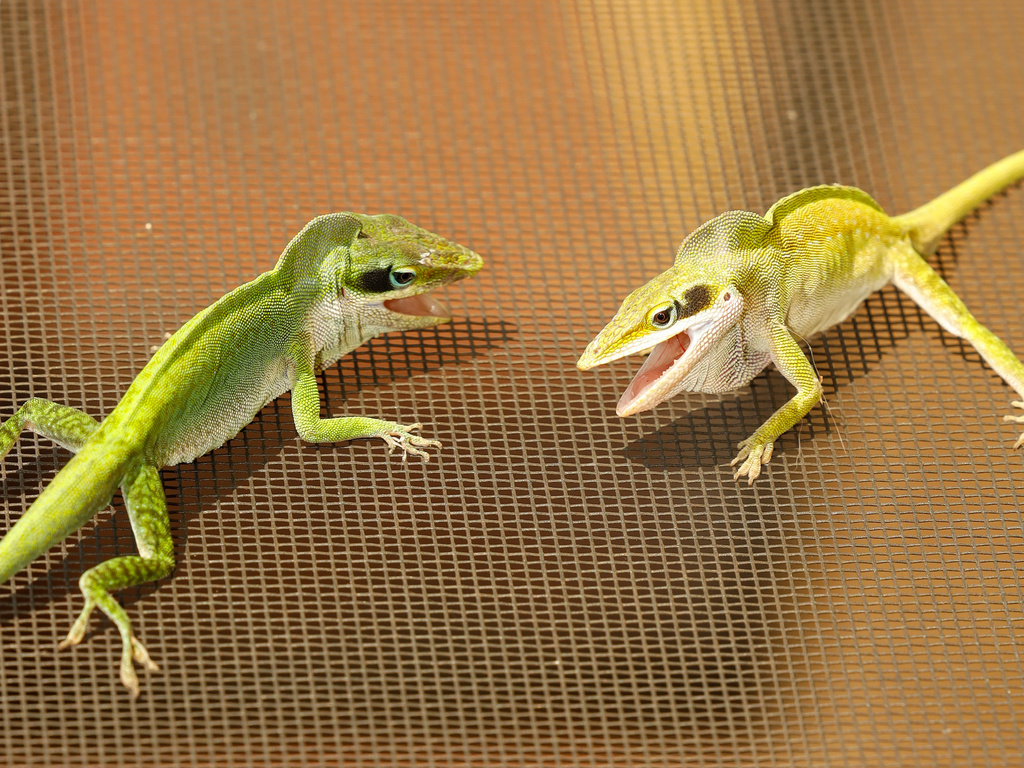 Green Anole Wallpapers