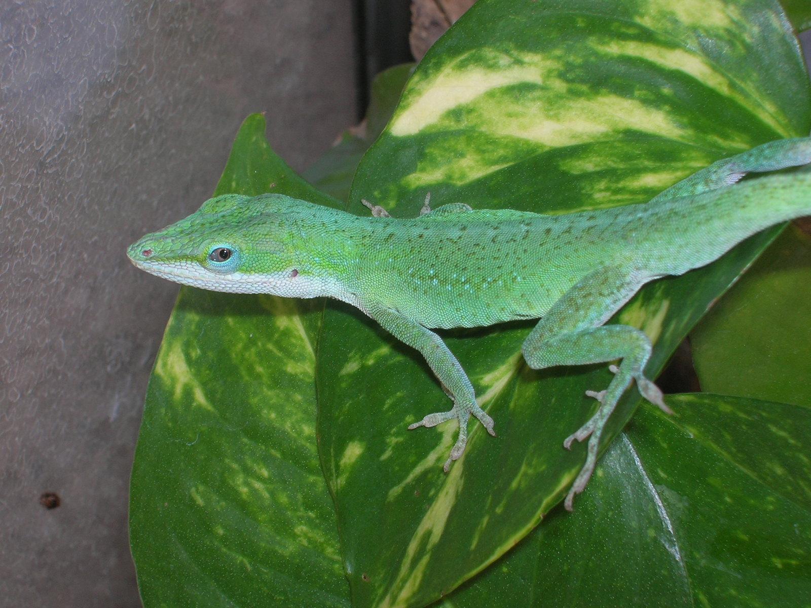 Green Anole Wallpapers