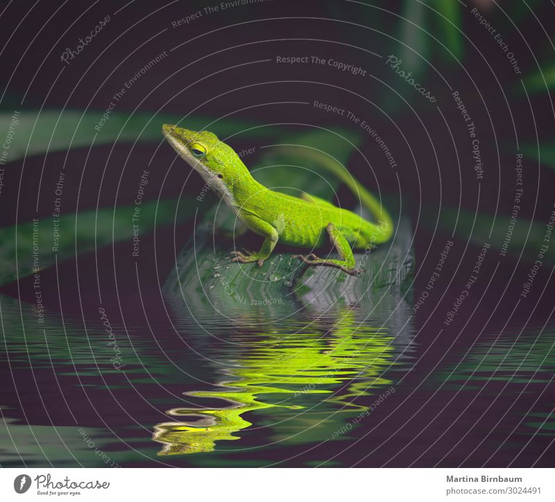 Green Anole Wallpapers