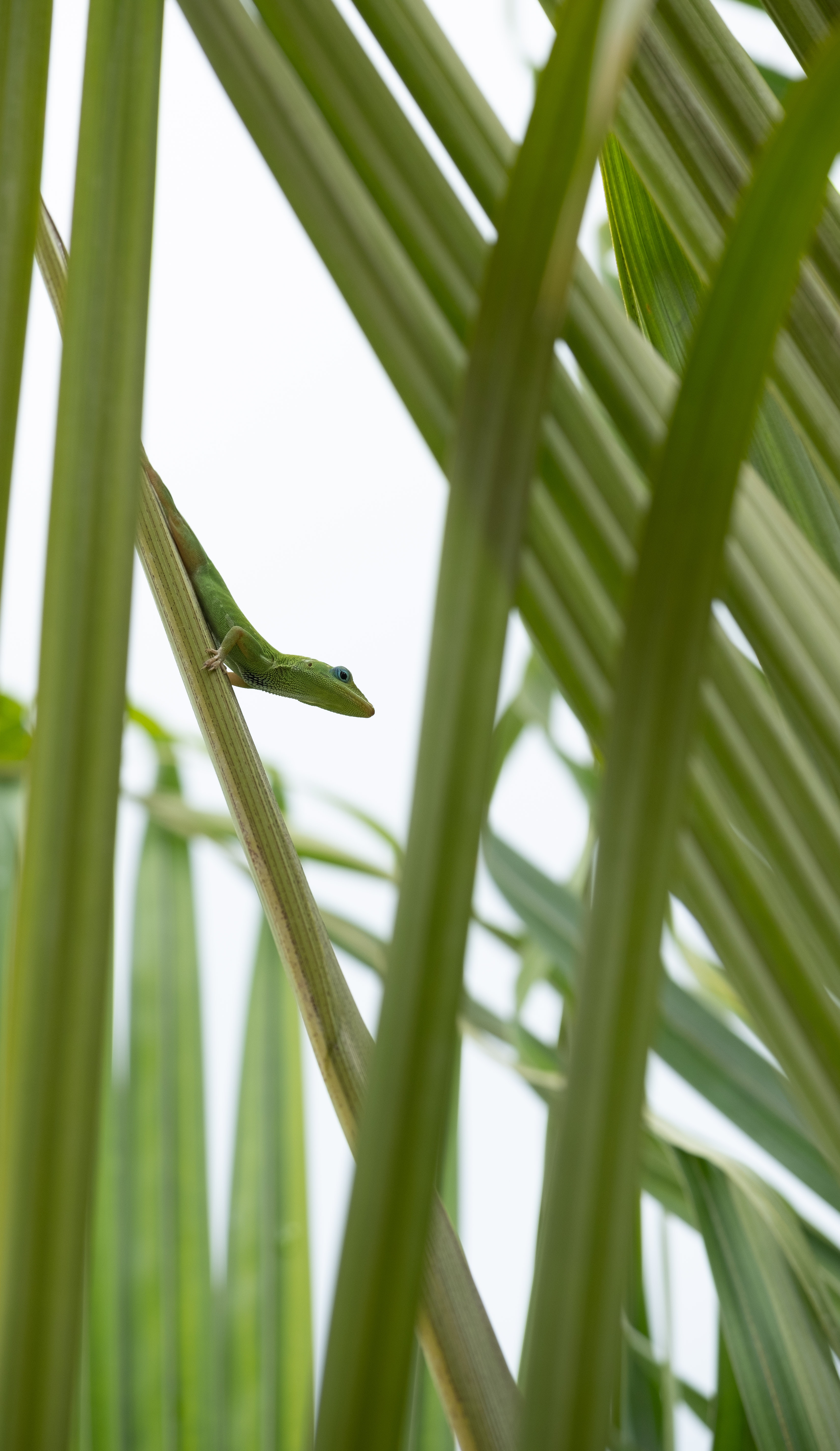 Green Anole Wallpapers