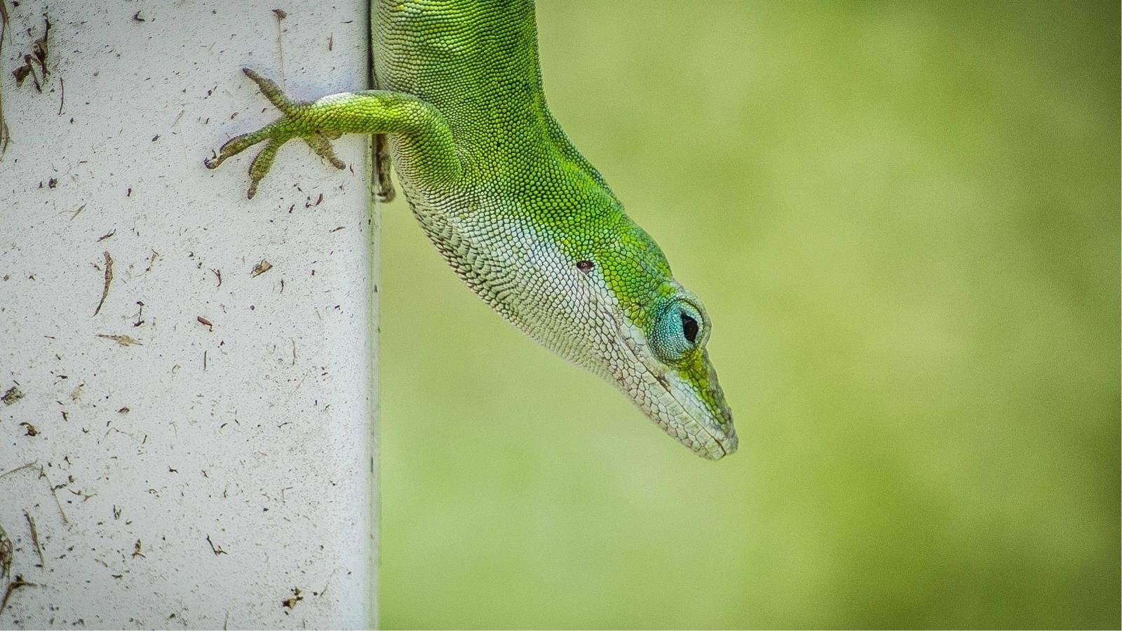 Green Anole Wallpapers