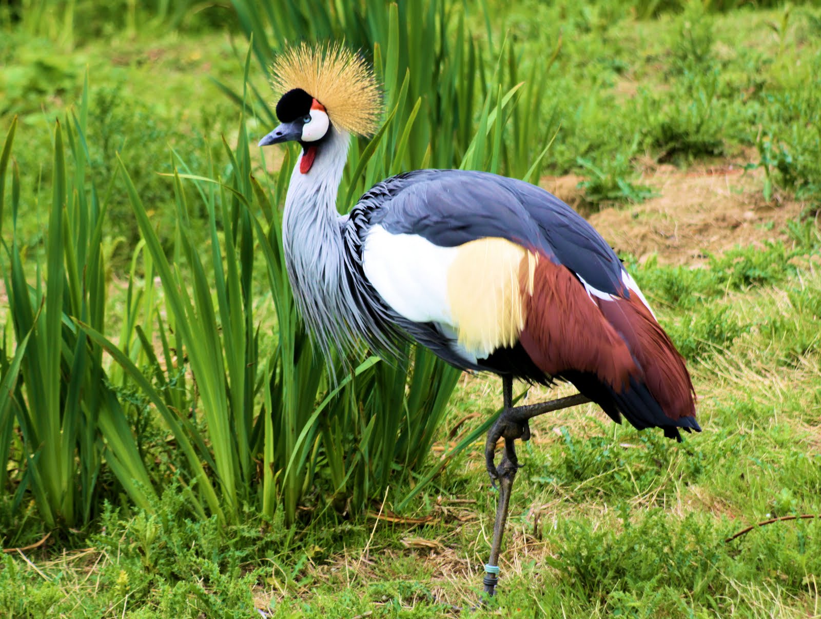 Grey Crowned Crane Wallpapers