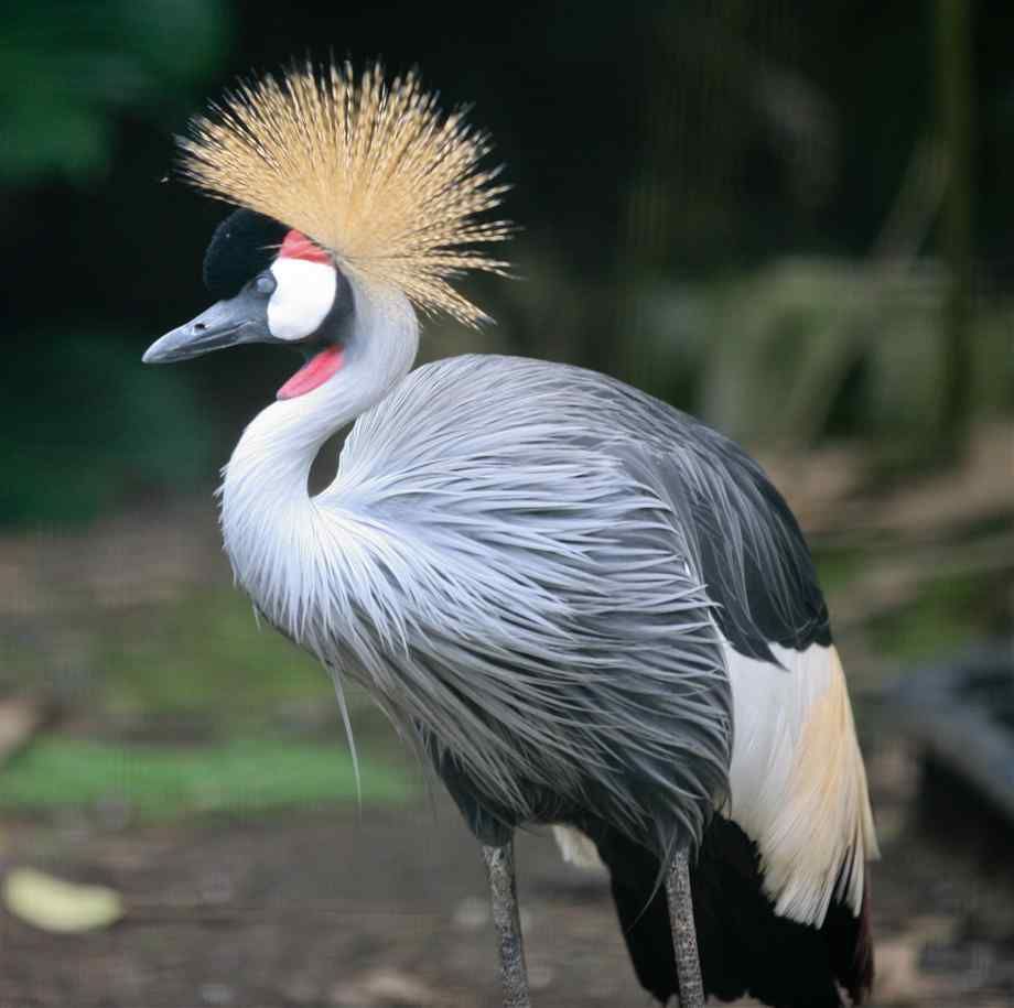 Grey Crowned Crane Wallpapers