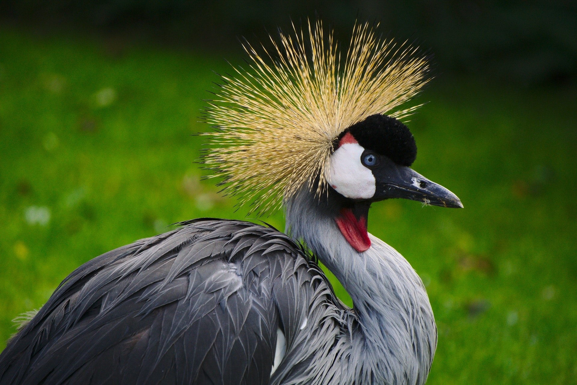 Grey Crowned Crane Wallpapers