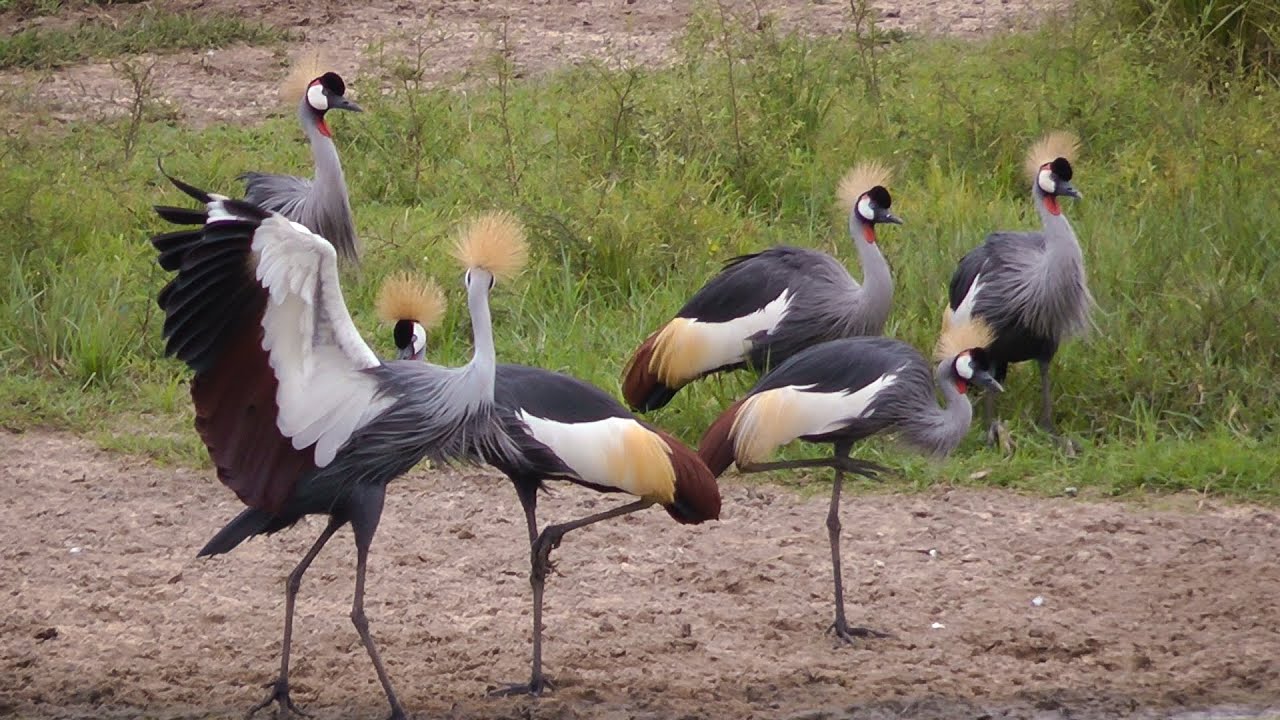 Grey Crowned Crane Wallpapers