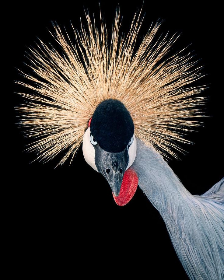 Grey Crowned Crane Wallpapers