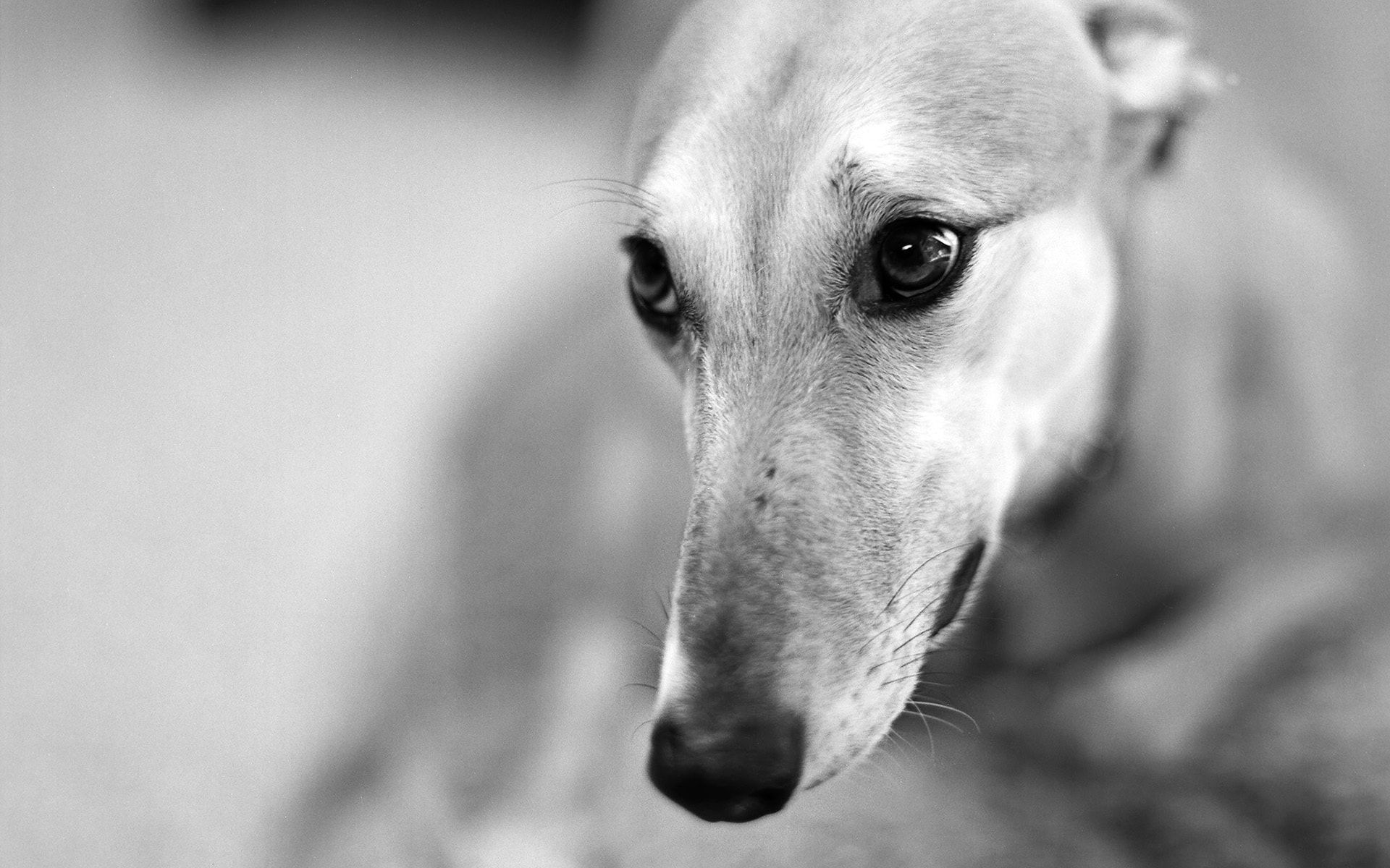 Greyhound Wallpapers