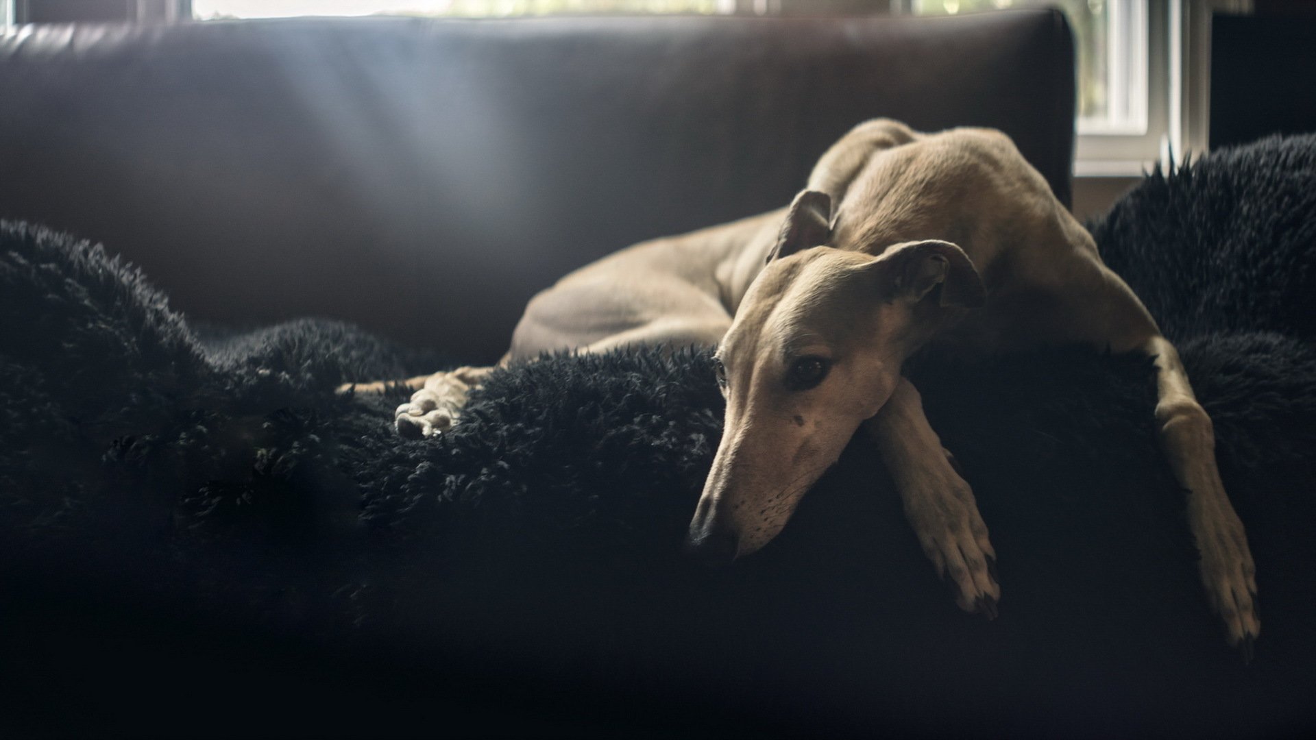 Greyhound Wallpapers