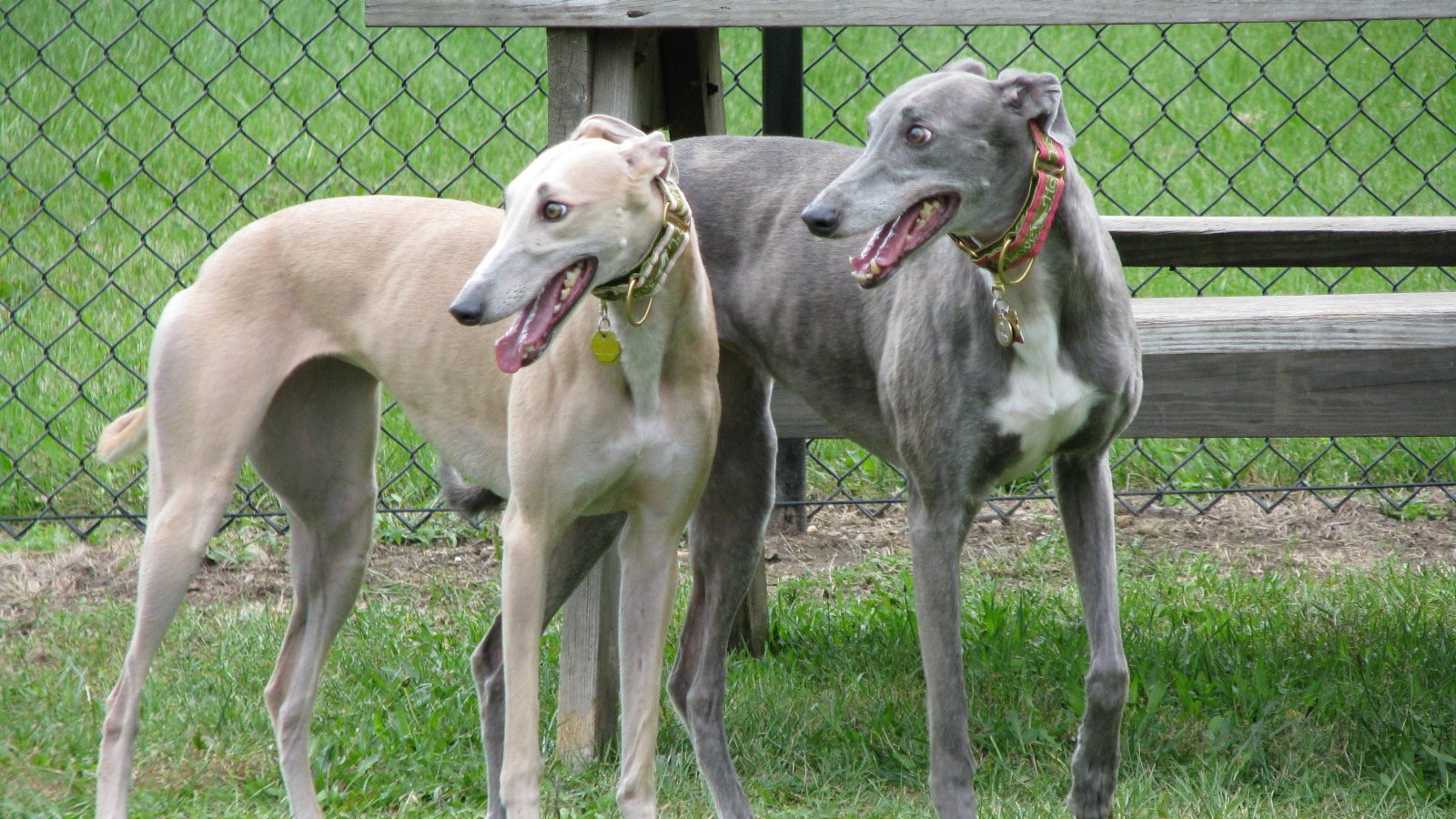 Greyhound Wallpapers