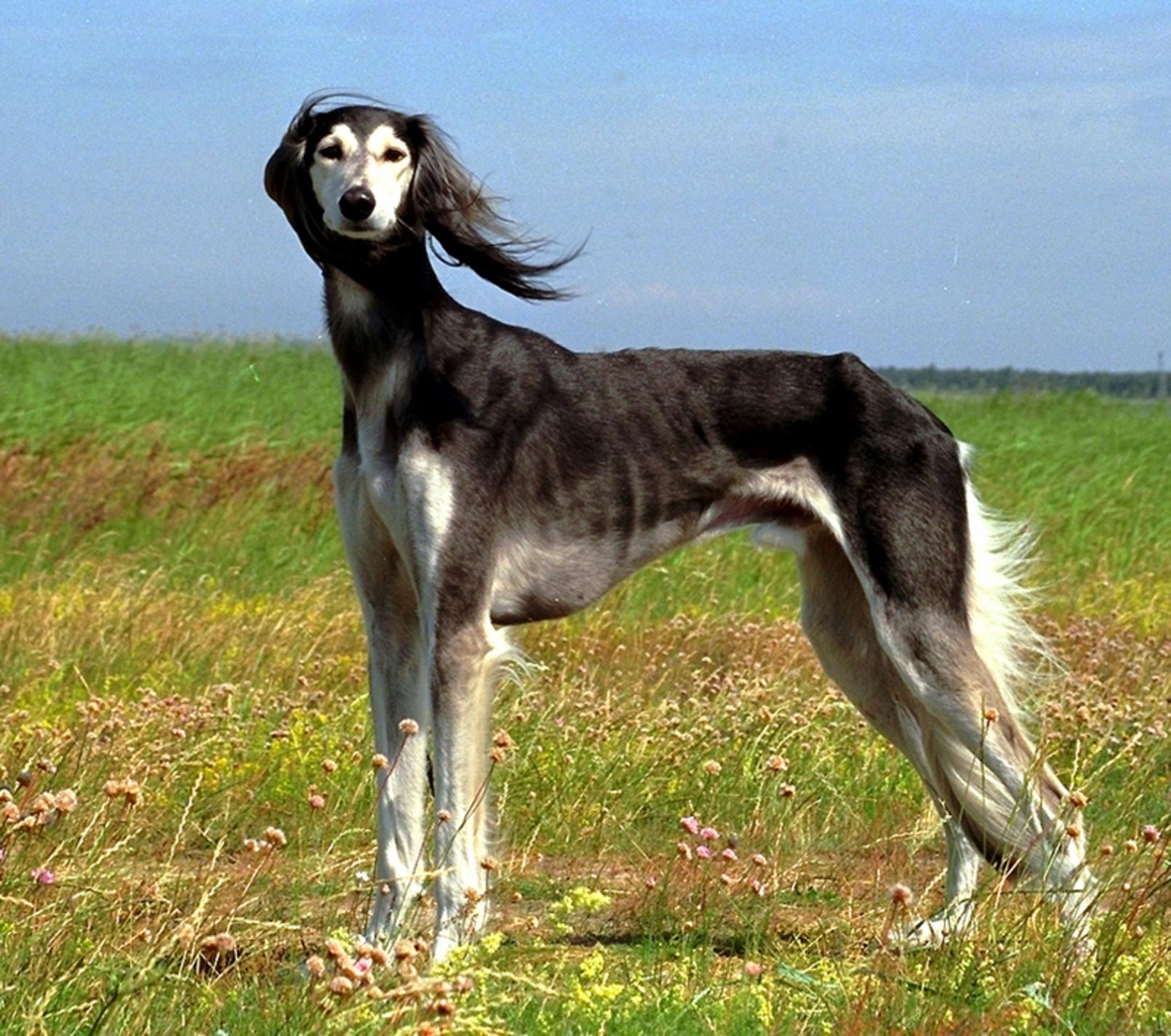 Greyhound Wallpapers