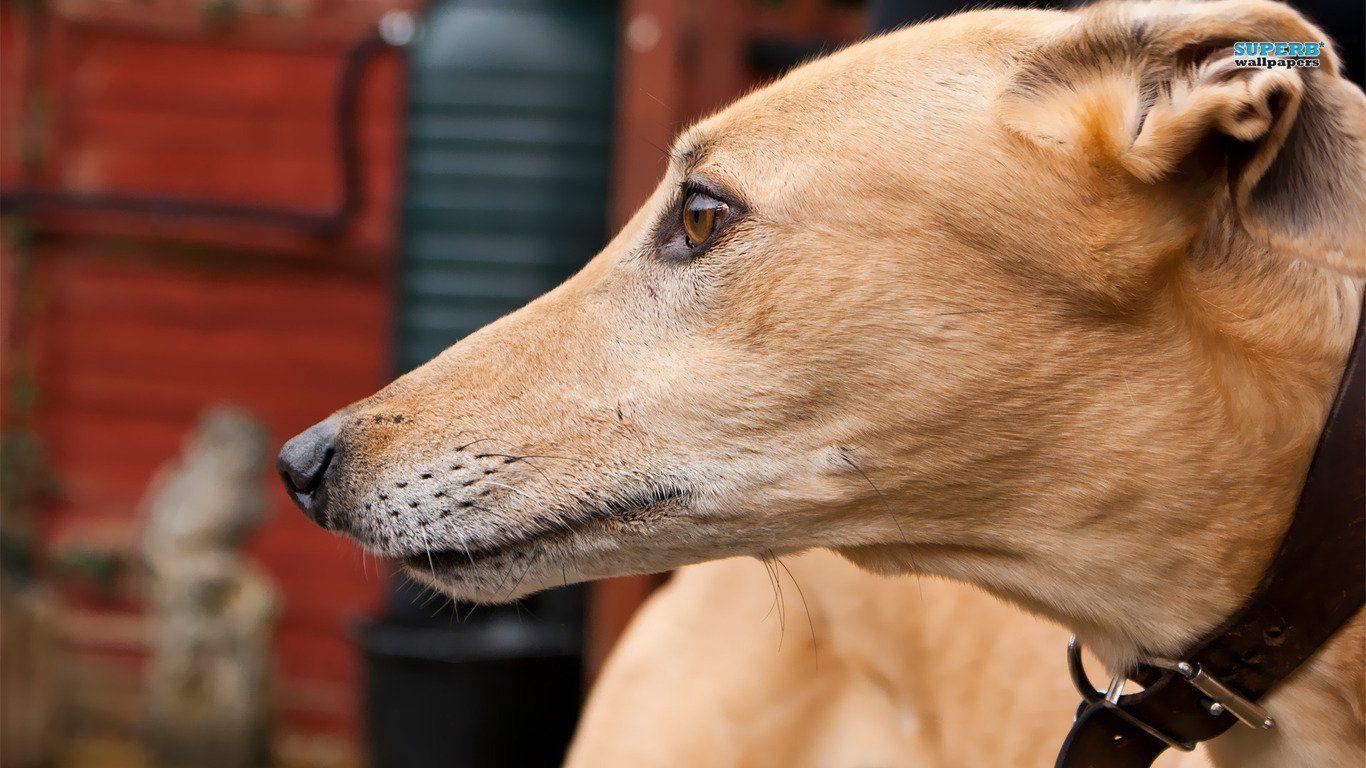 Greyhound Wallpapers