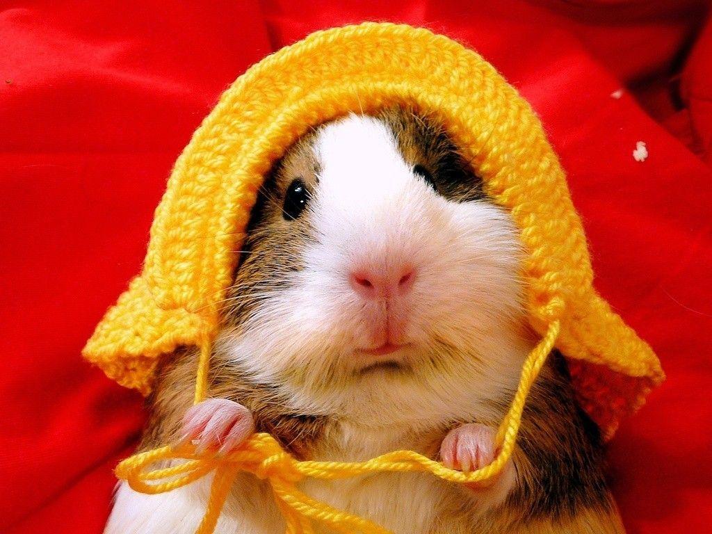 Guinea Pig Wallpapers