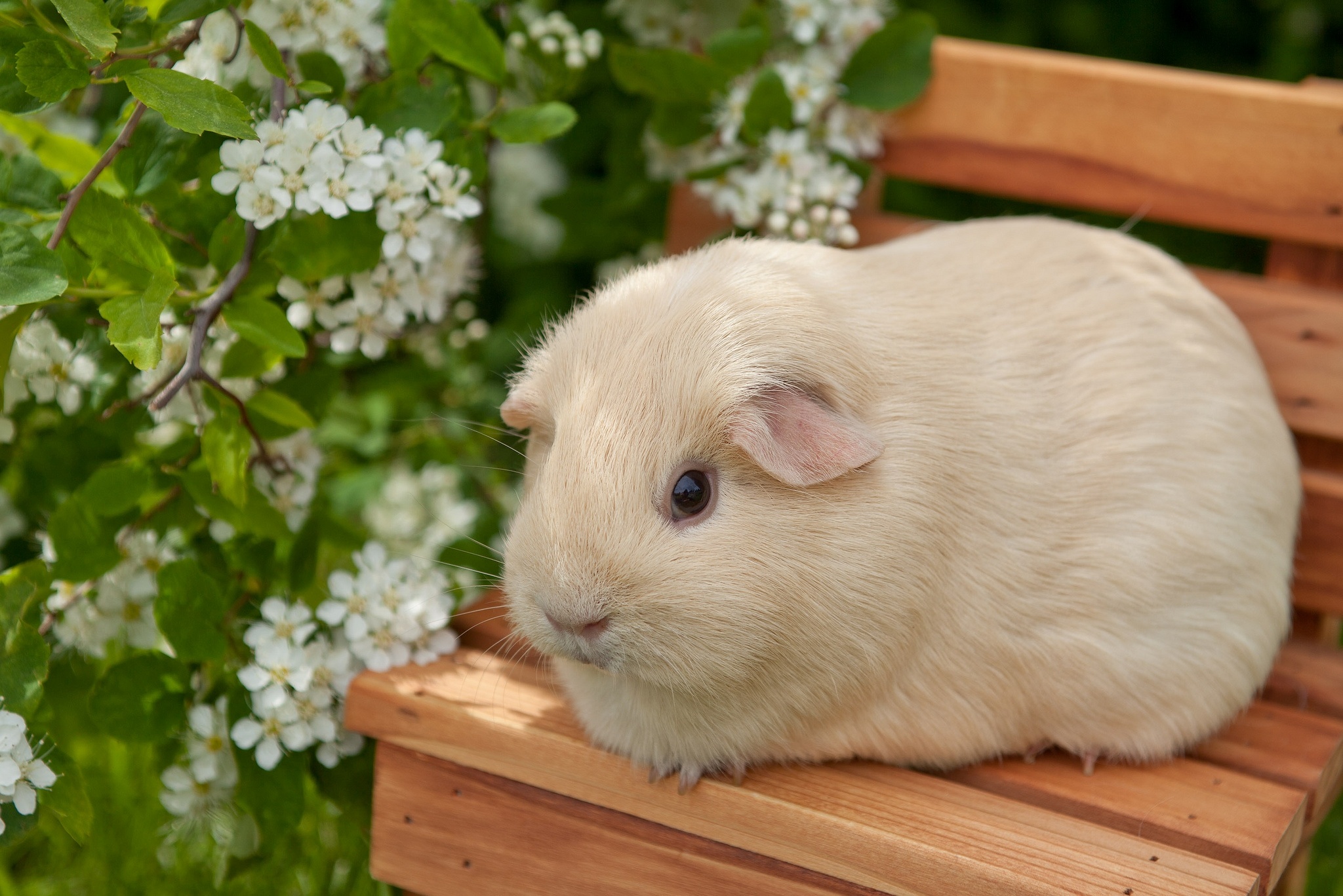 Guinea Pig Wallpapers