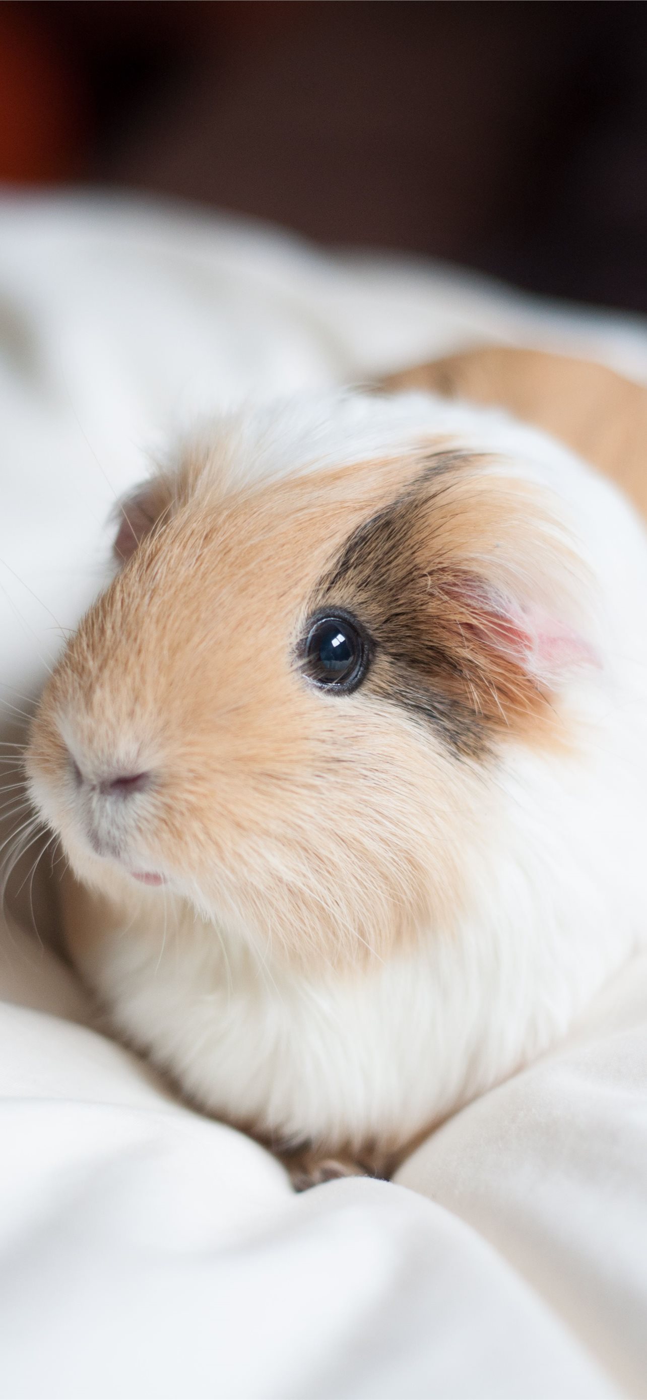 Guinea Pig Wallpapers